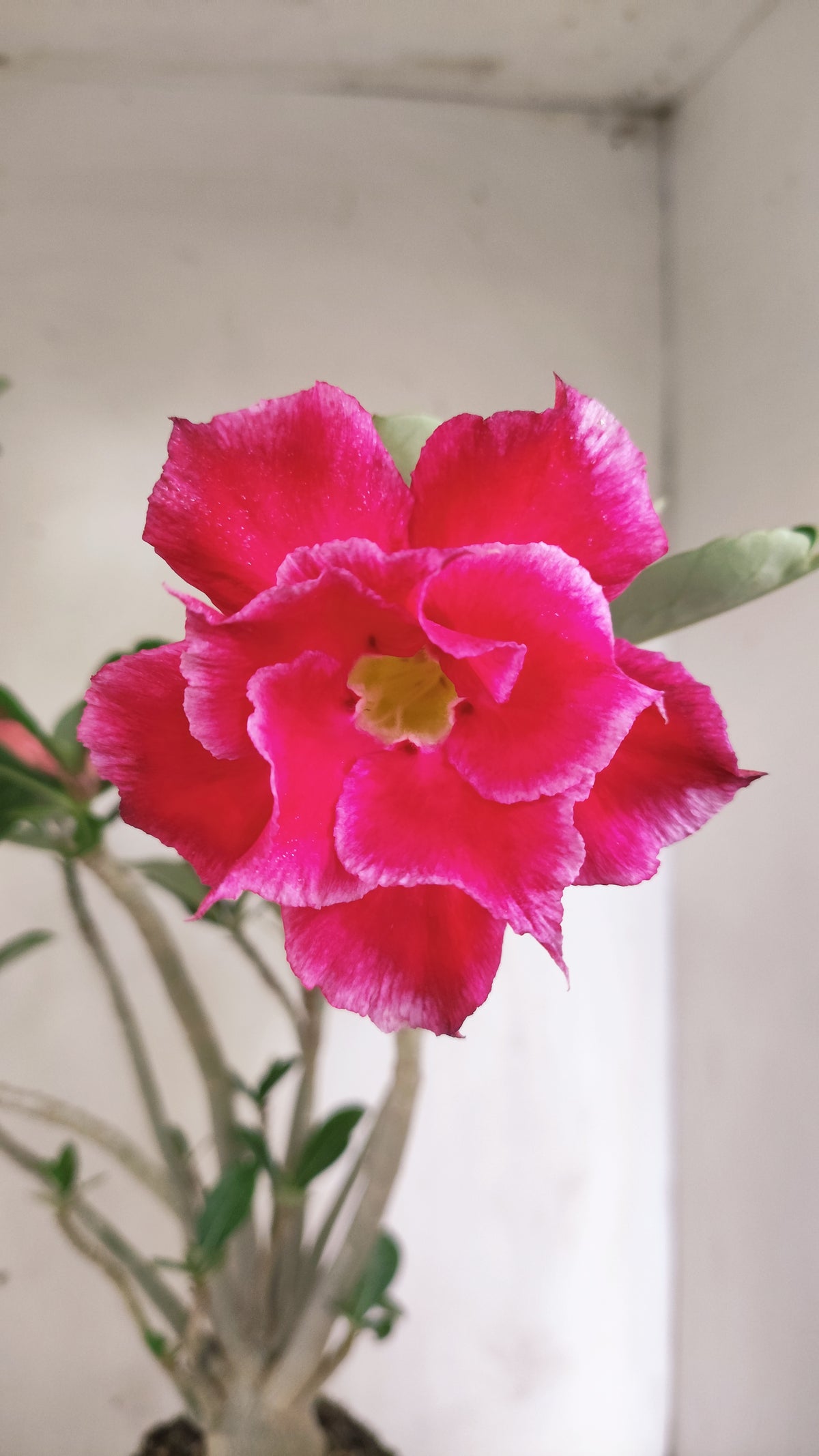 Planta Dobrada 4060 – 35cm – 03 anos - Vaso 15