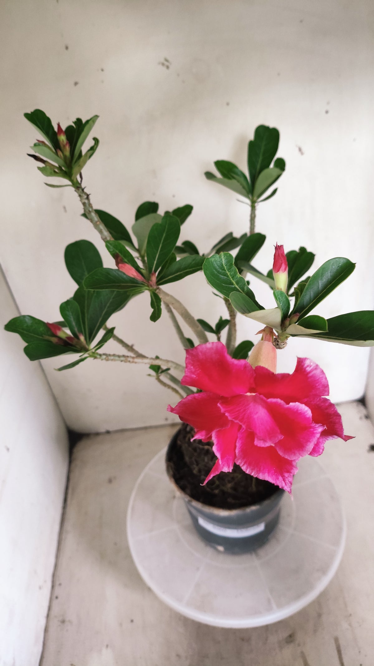 Planta Dobrada 4060 – 35cm – 03 anos - Vaso 15