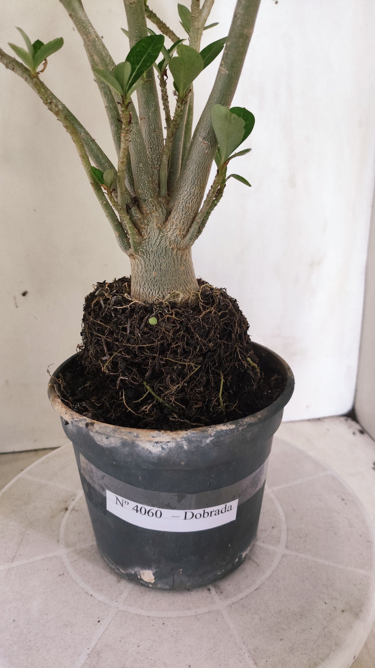 Planta Dobrada 4060 – 35cm – 03 anos - Vaso 15