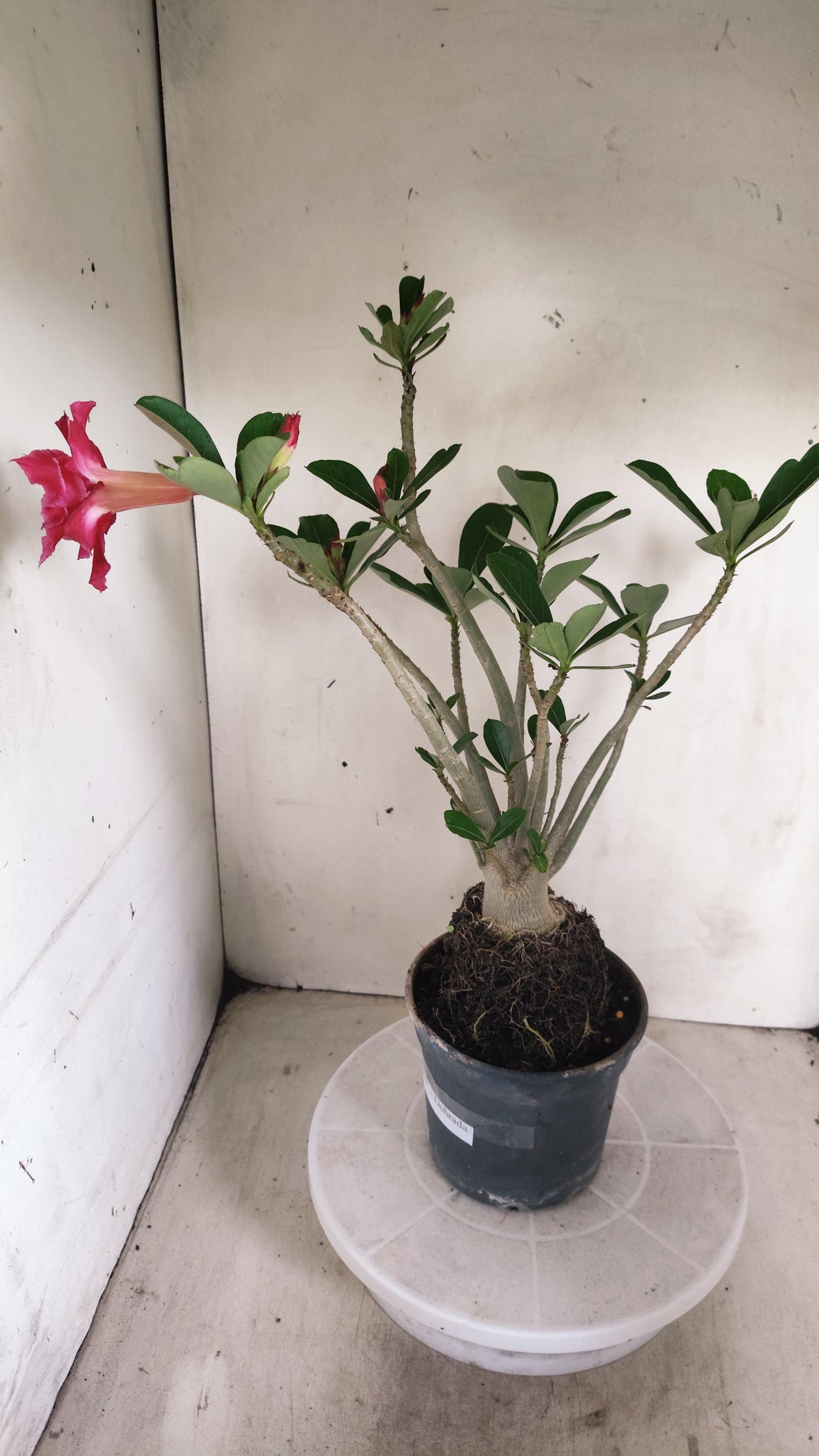Planta Dobrada 4060 – 35cm – 03 anos - Vaso 15