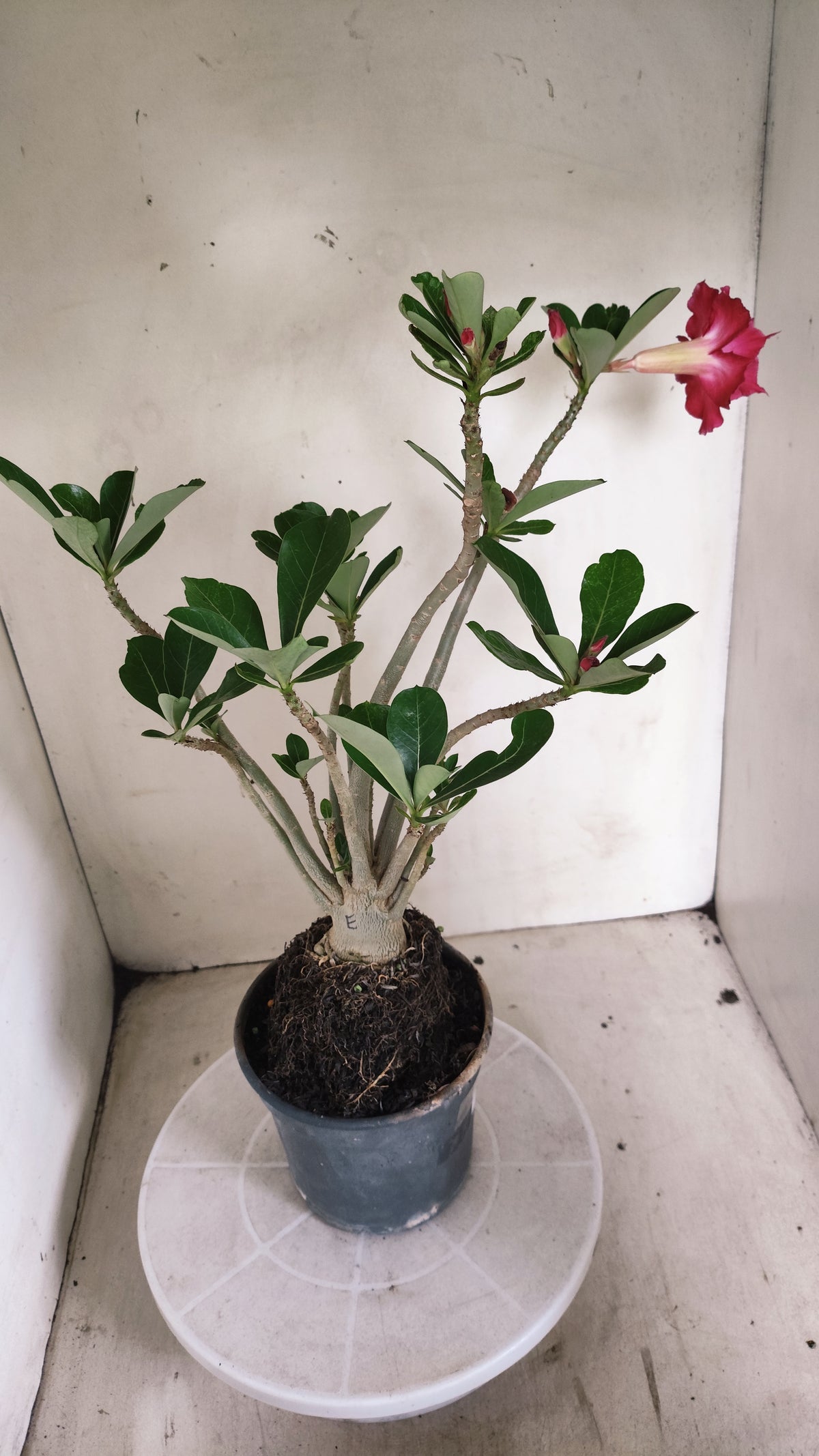 Planta Dobrada 4060 – 35cm – 03 anos - Vaso 15