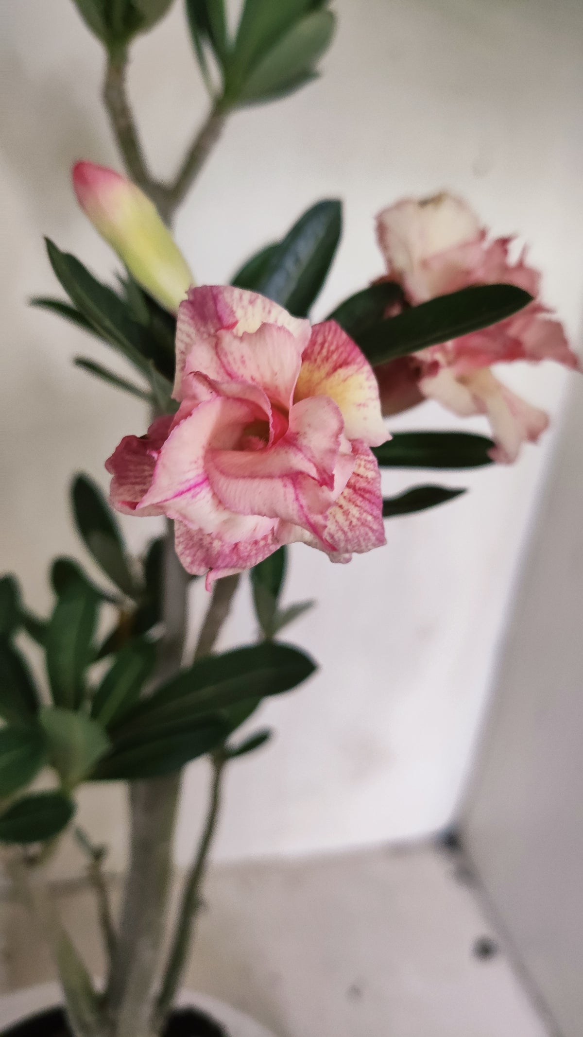 Planta Dobrada 4061 – 30cm – 02 anos - Vaso 15