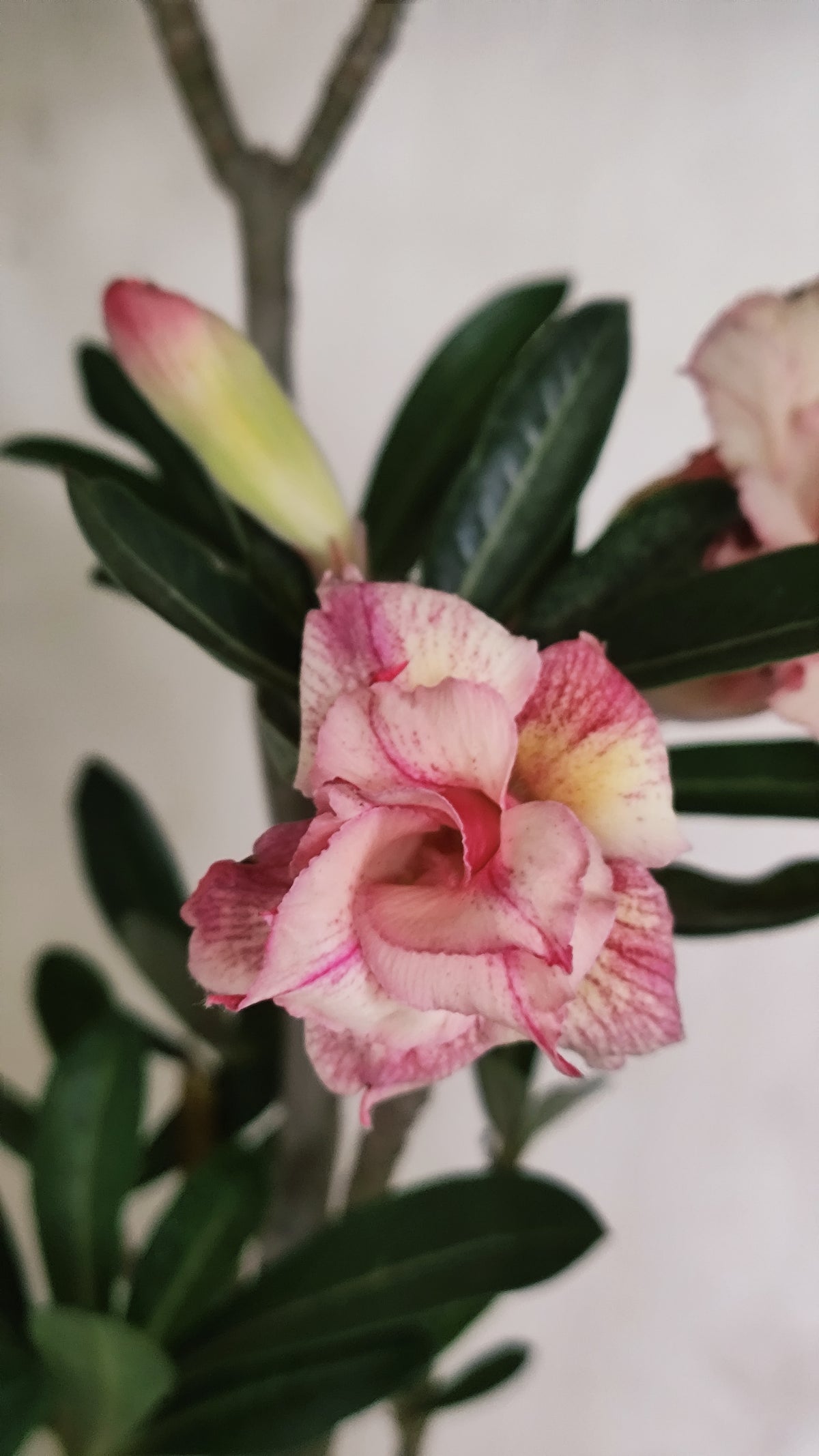 Planta Dobrada 4061 – 30cm – 02 anos - Vaso 15
