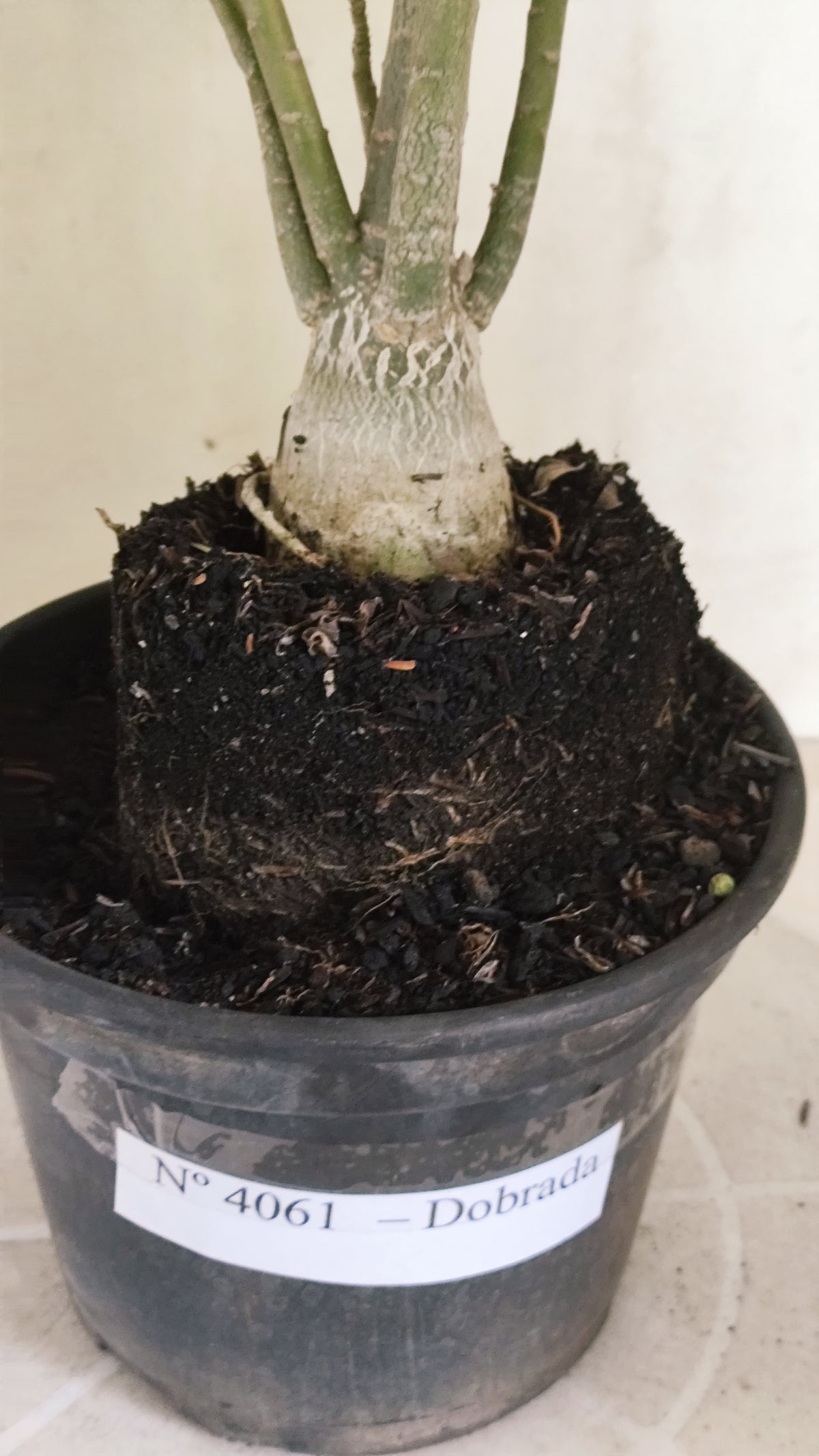 Planta Dobrada 4061 – 30cm – 02 anos - Vaso 15
