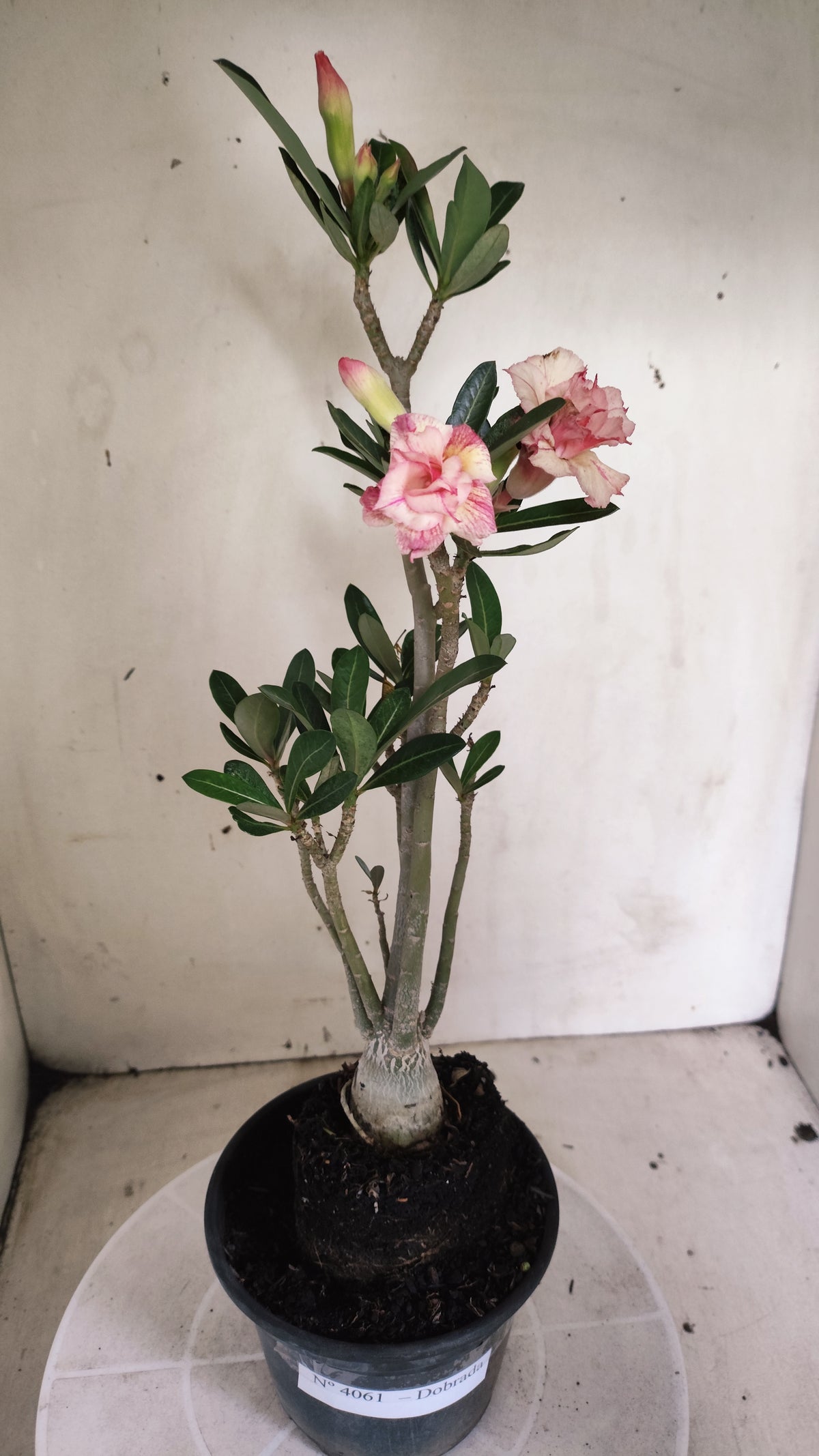 Planta Dobrada 4061 – 30cm – 02 anos - Vaso 15