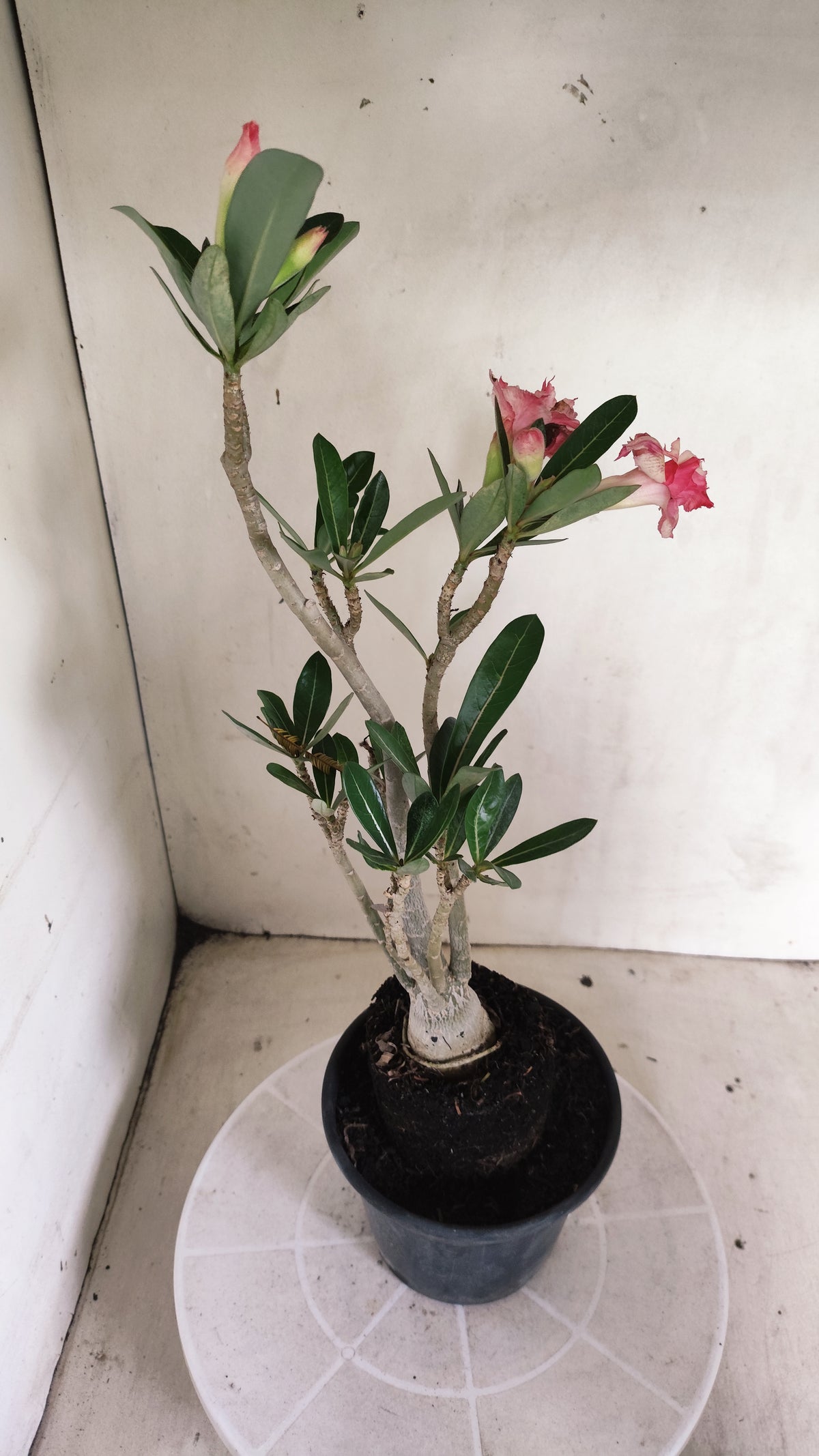 Planta Dobrada 4061 – 30cm – 02 anos - Vaso 15