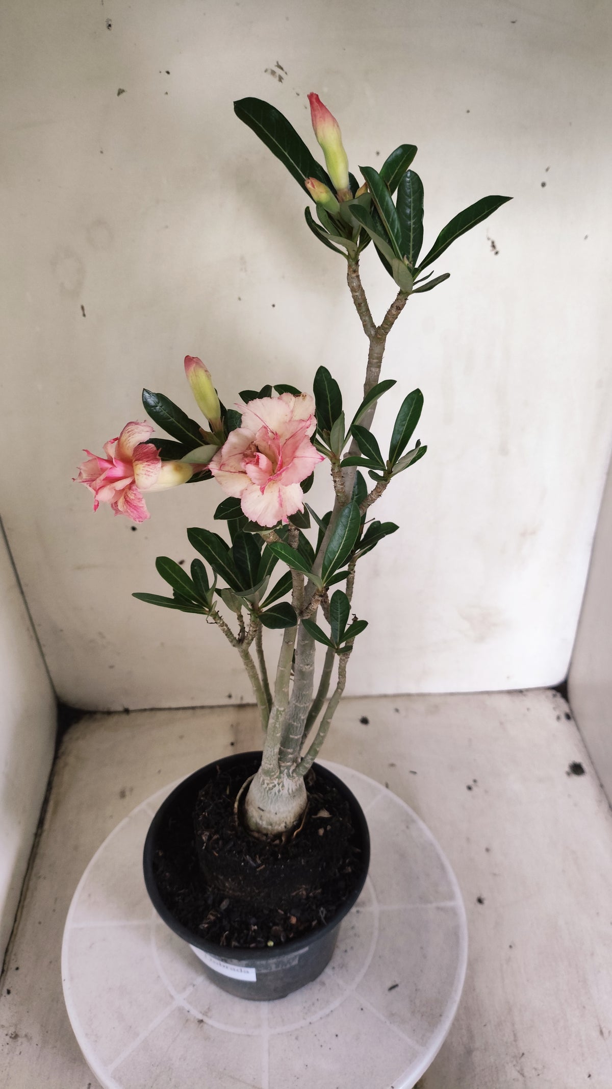 Planta Dobrada 4061 – 30cm – 02 anos - Vaso 15