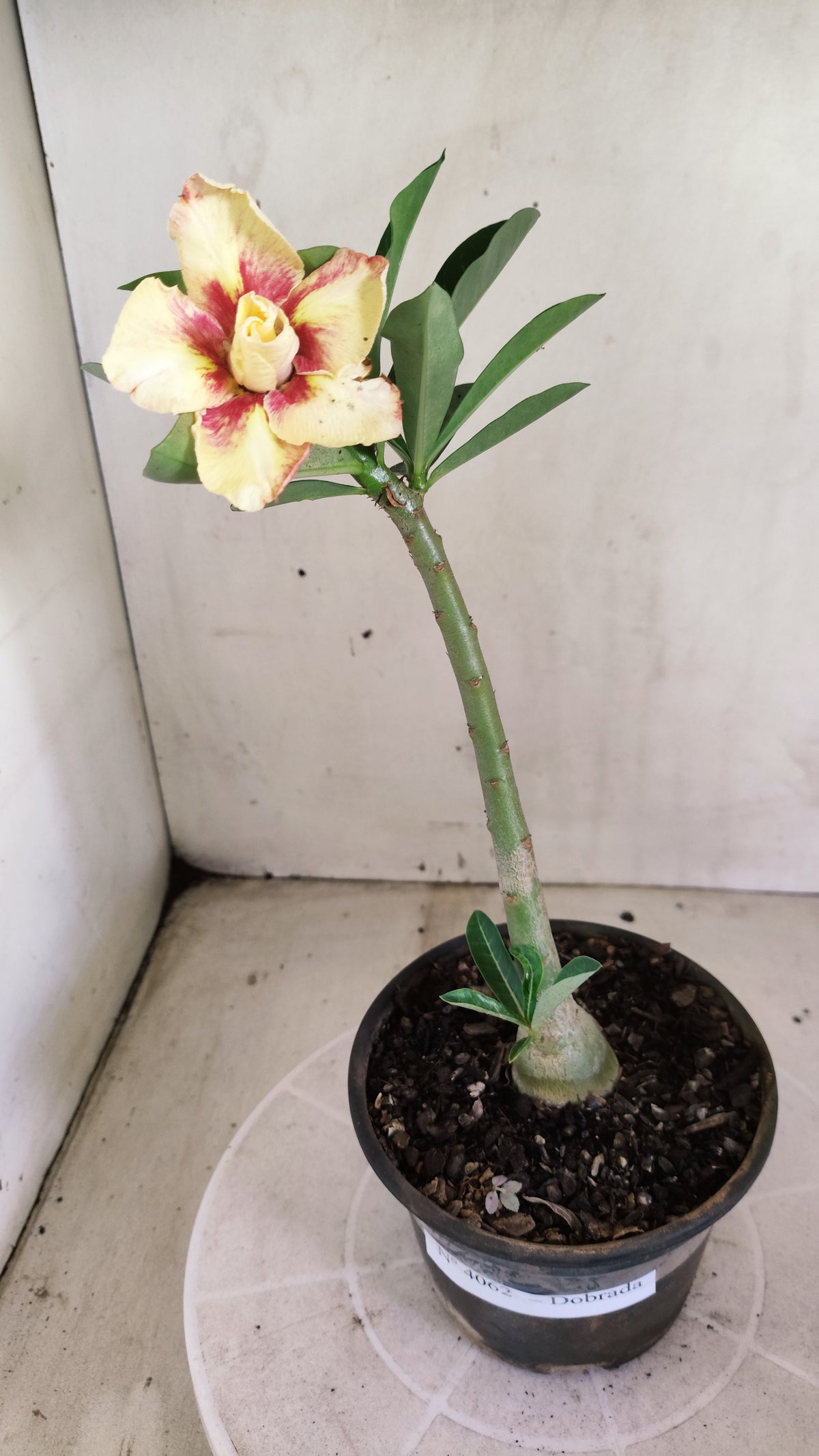 Planta Dobrada 4062 – 30cm – 01 ano - Vaso 15