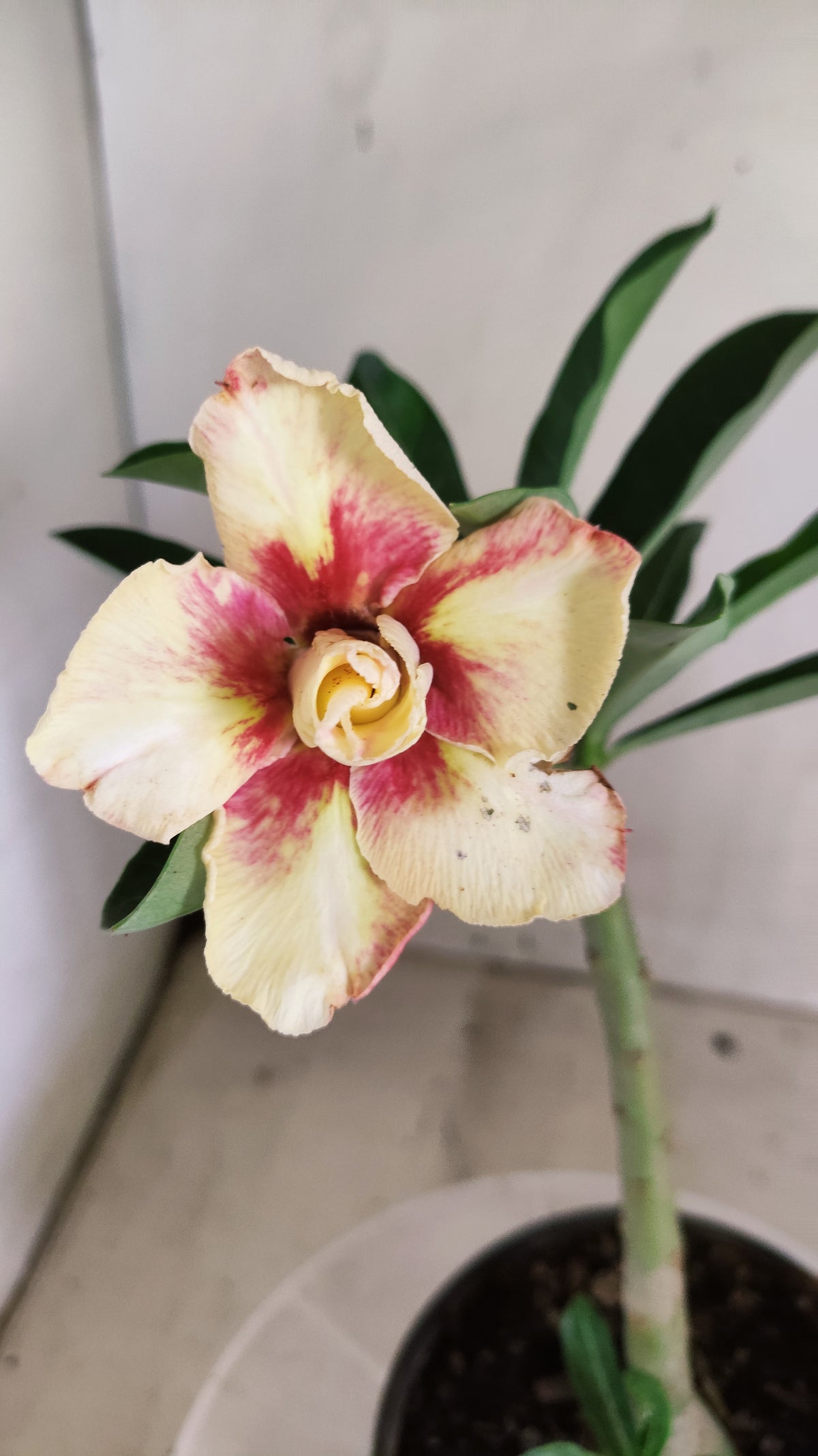 Planta Dobrada 4062 – 30cm – 01 ano - Vaso 15