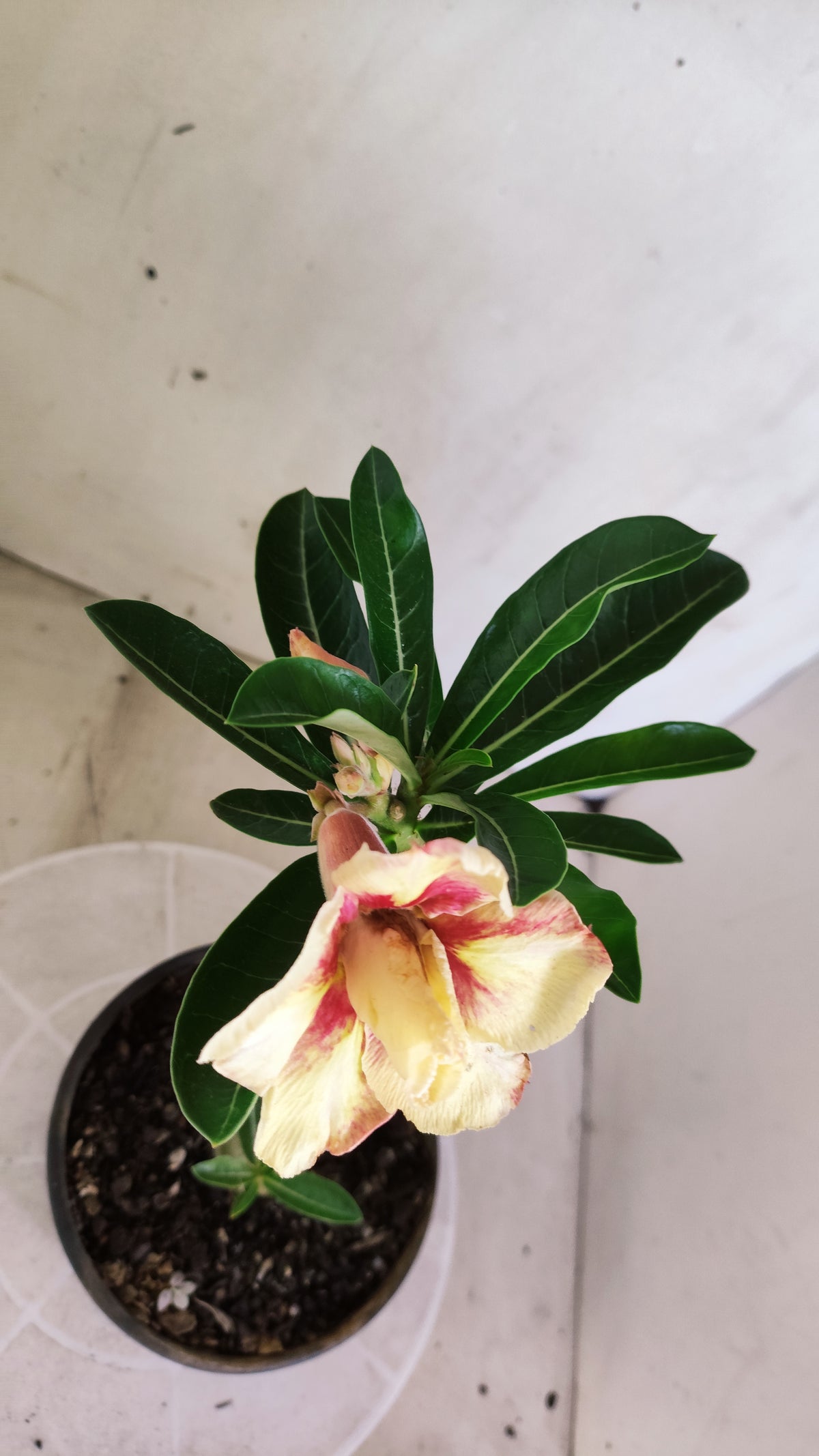 Planta Dobrada 4062 – 30cm – 01 ano - Vaso 15
