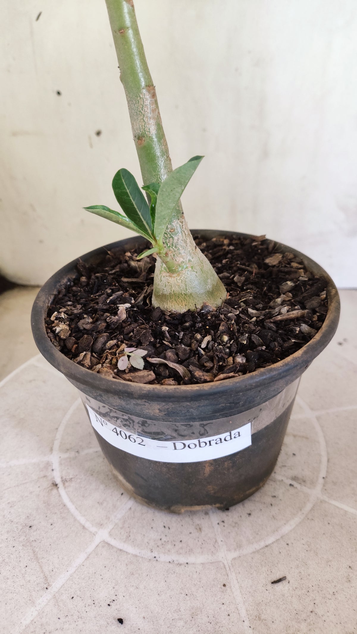 Planta Dobrada 4062 – 30cm – 01 ano - Vaso 15