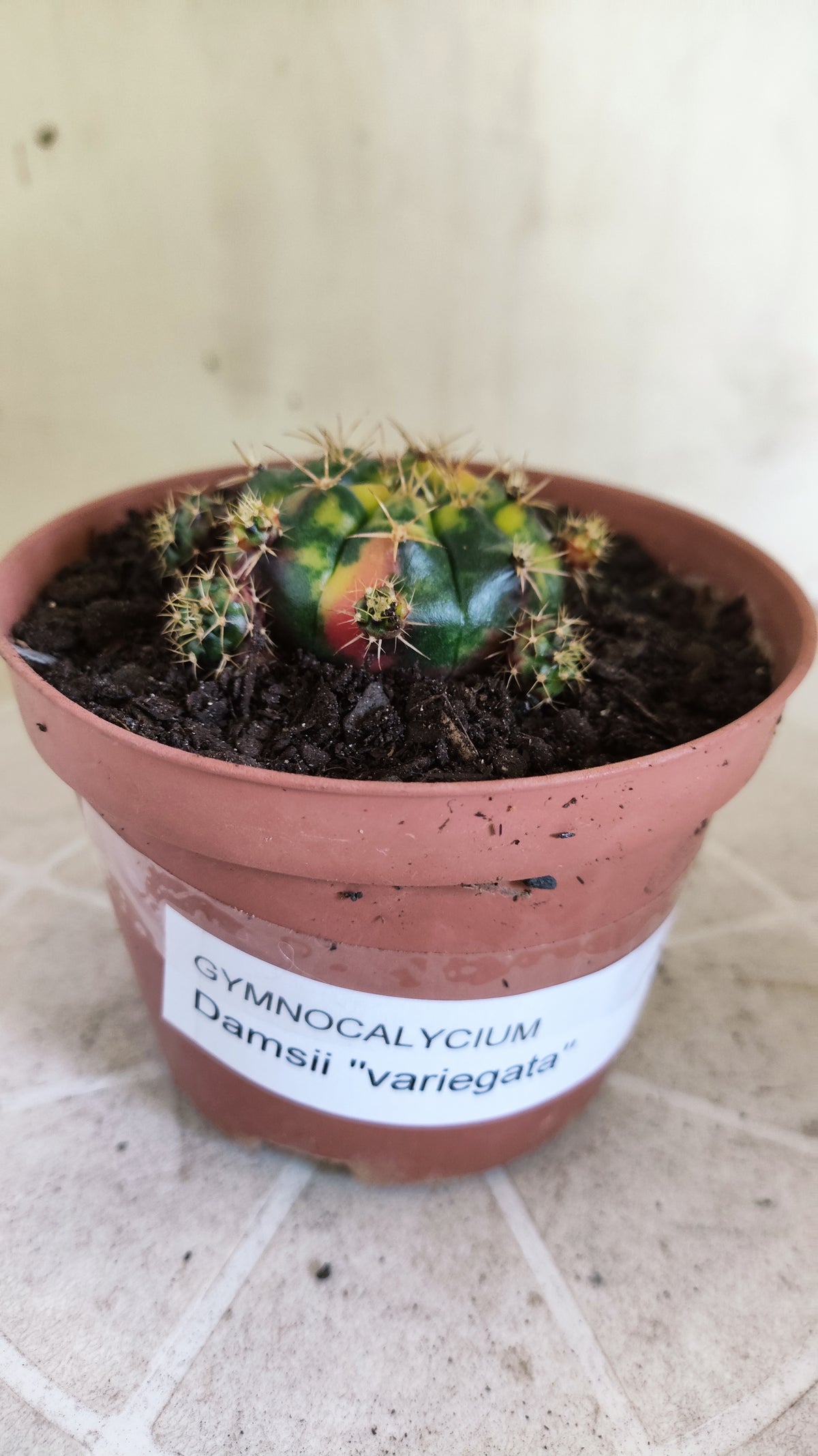 GYMNOCALYCIUM DAMSII Variegata Nº 1710 – vaso 11