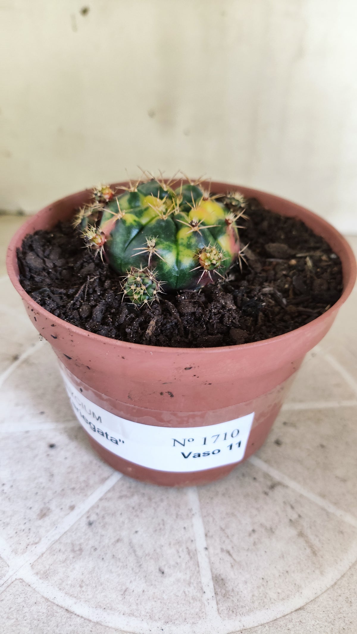 GYMNOCALYCIUM DAMSII Variegata Nº 1710 – vaso 11
