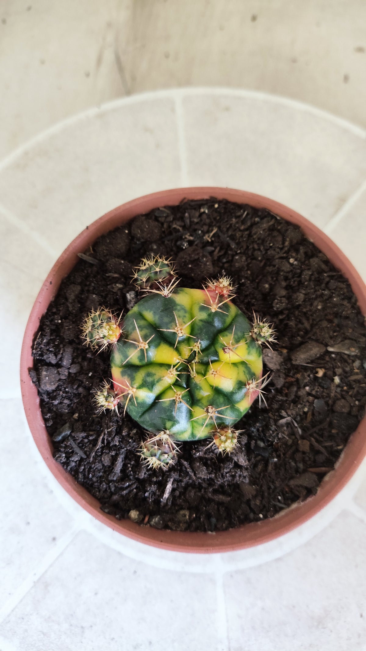 GYMNOCALYCIUM DAMSII Variegata Nº 1710 – vaso 11
