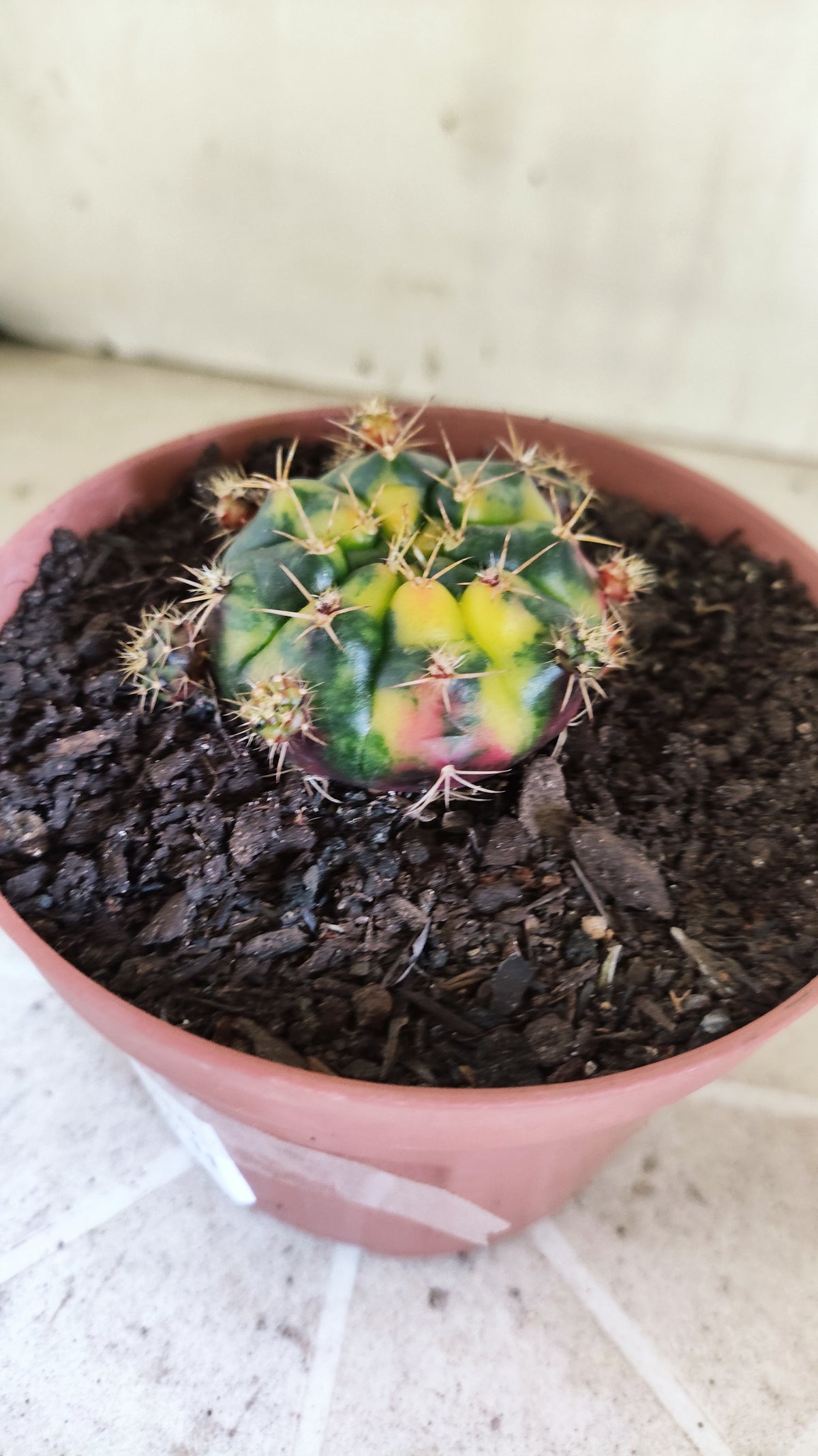 GYMNOCALYCIUM DAMSII Variegata Nº 1710 – vaso 11