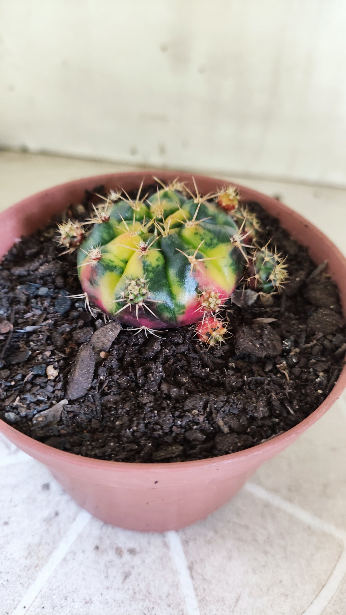 GYMNOCALYCIUM DAMSII Variegata Nº 1710 – vaso 11