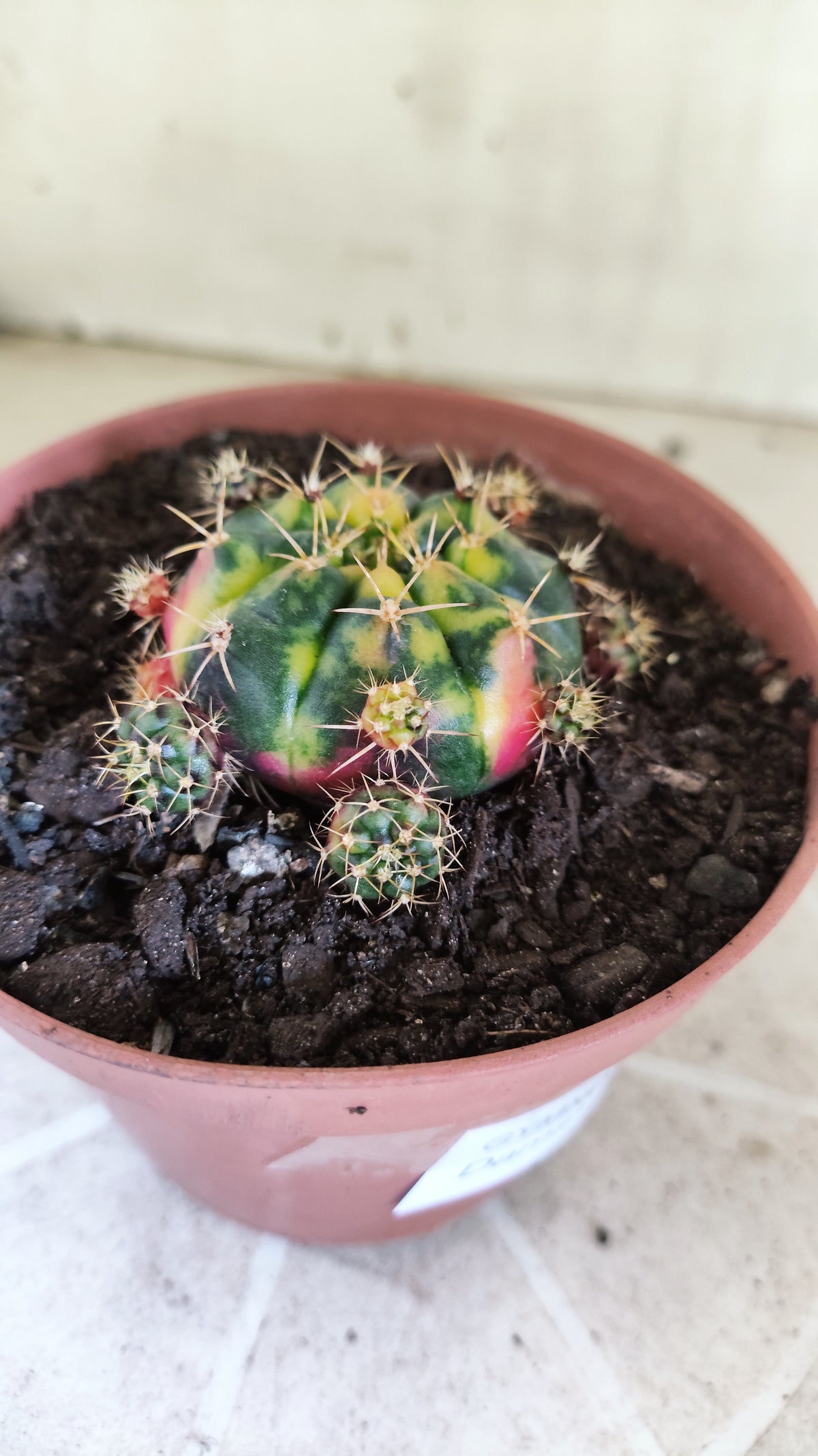 GYMNOCALYCIUM DAMSII Variegata Nº 1710 – vaso 11