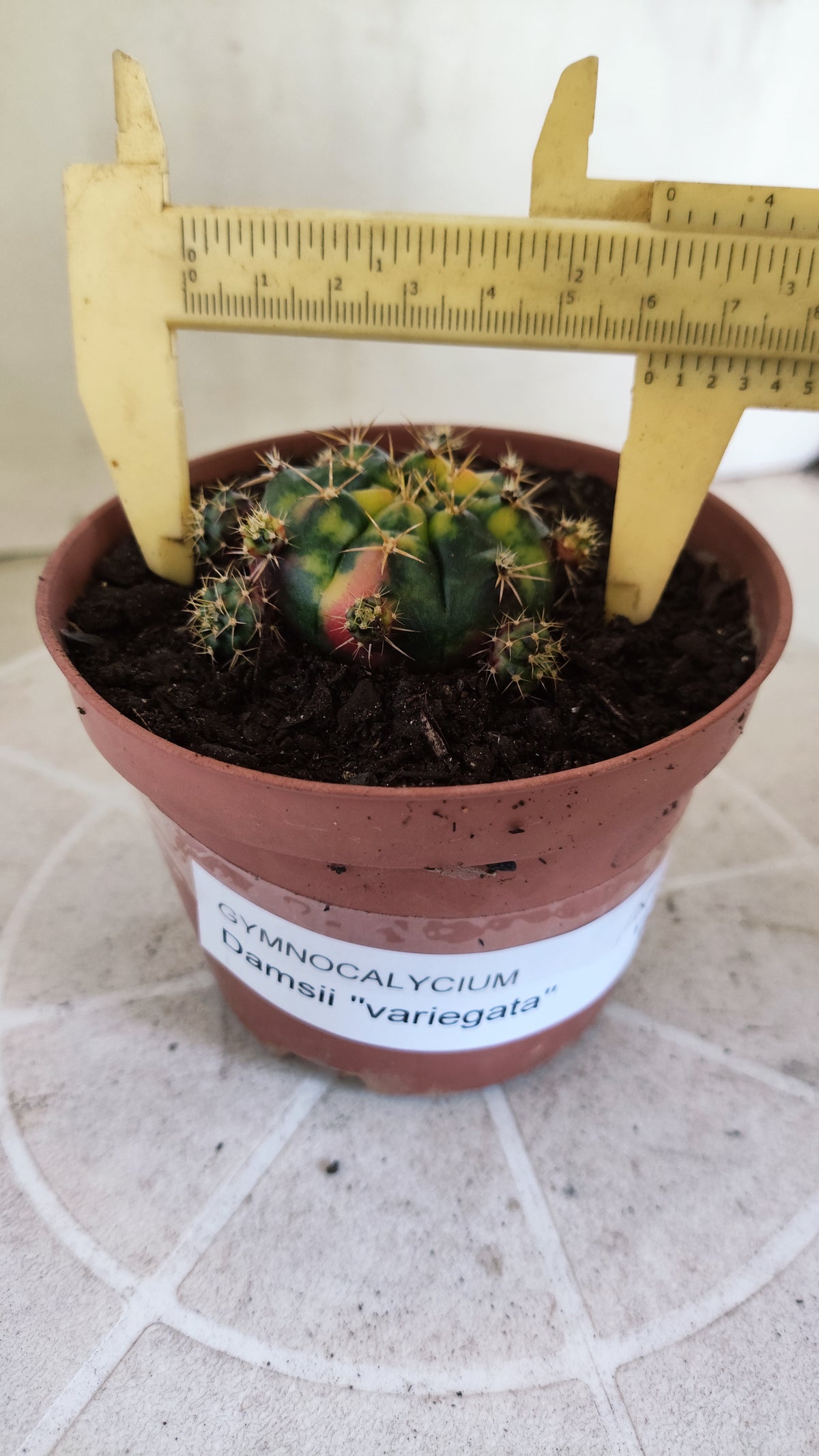 GYMNOCALYCIUM DAMSII Variegata Nº 1710 – vaso 11