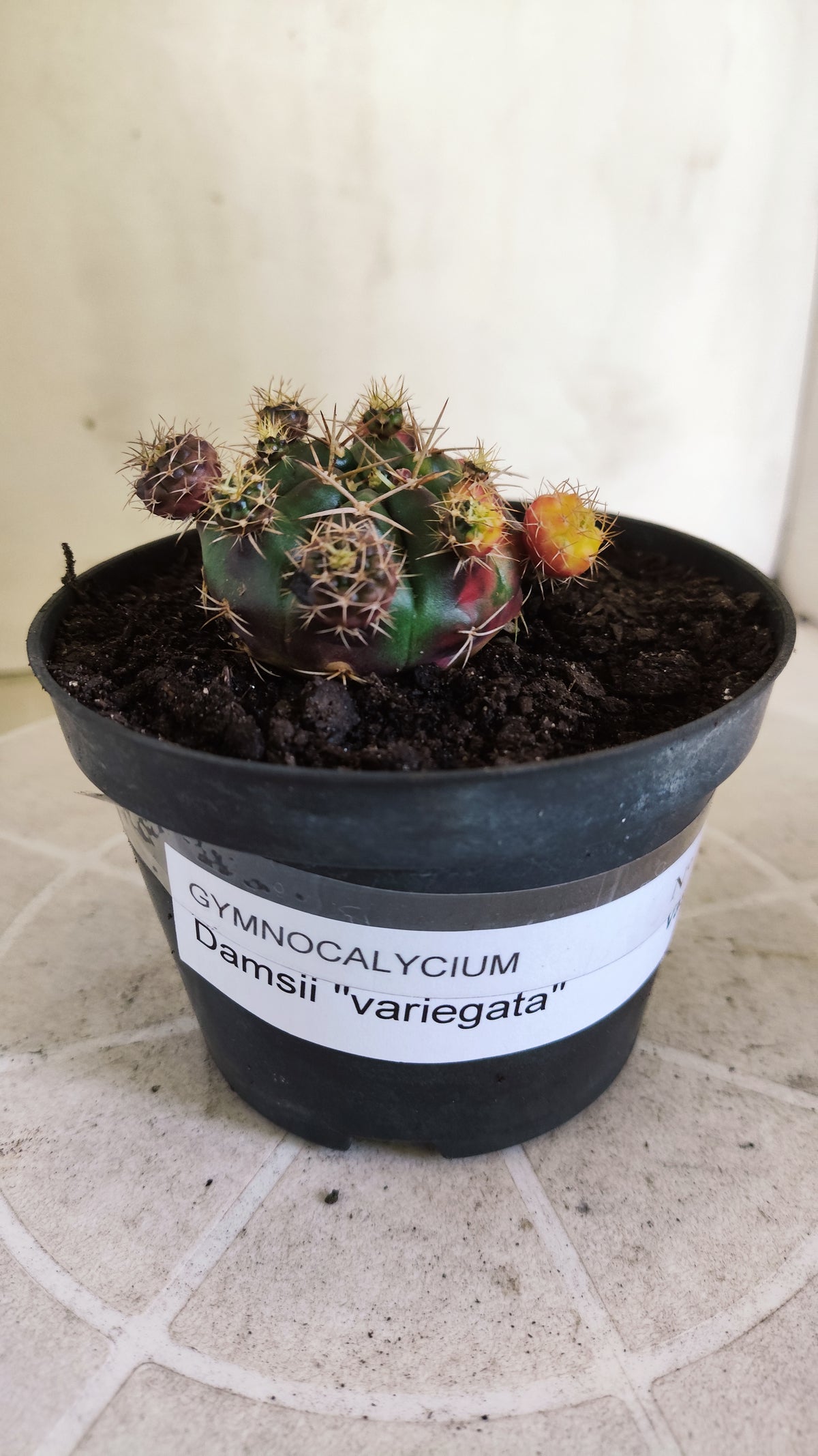 GYMNOCALYCIUM DAMSII Variegata Nº 1711 – vaso 11