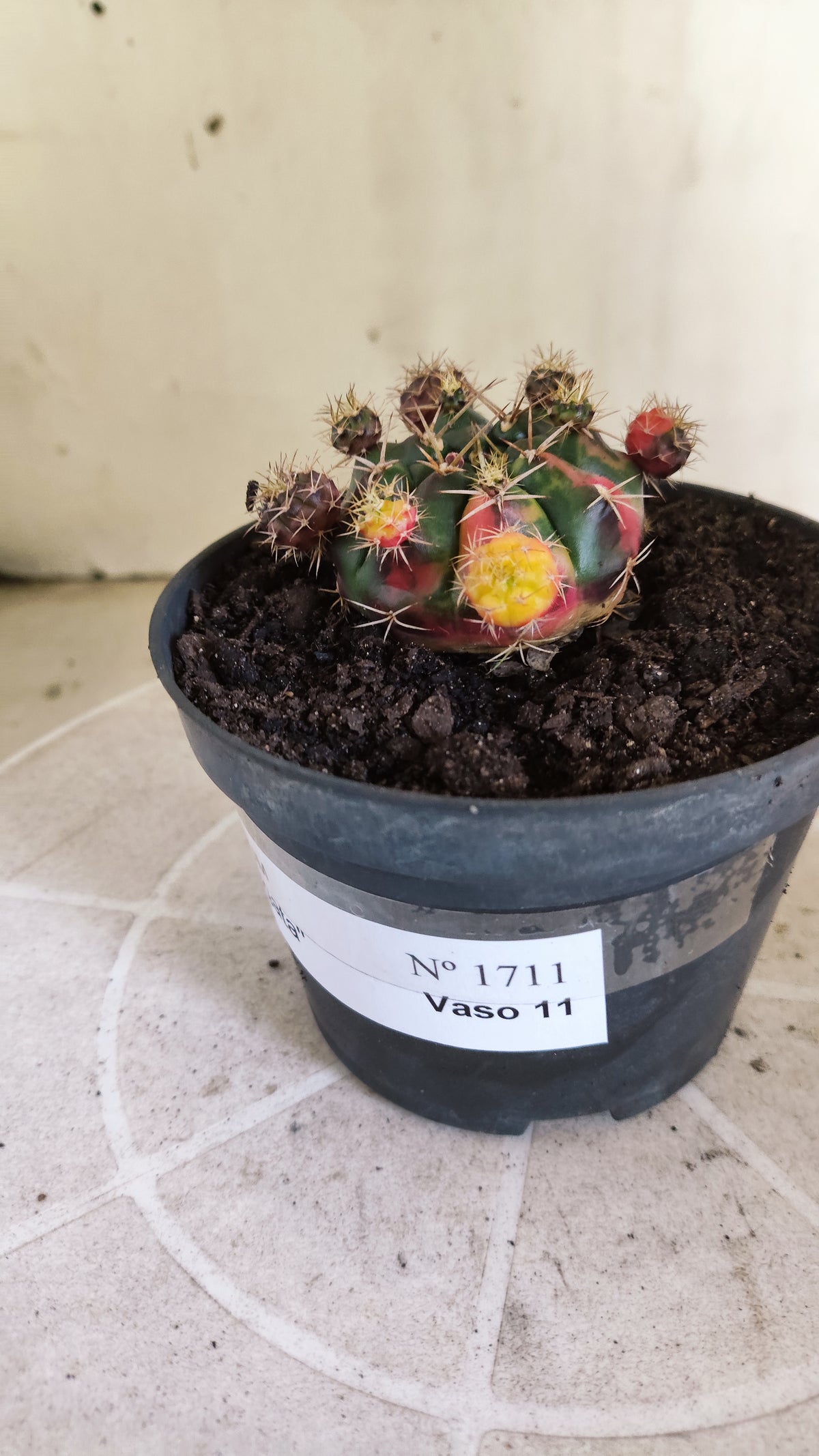 GYMNOCALYCIUM DAMSII Variegata Nº 1711 – vaso 11