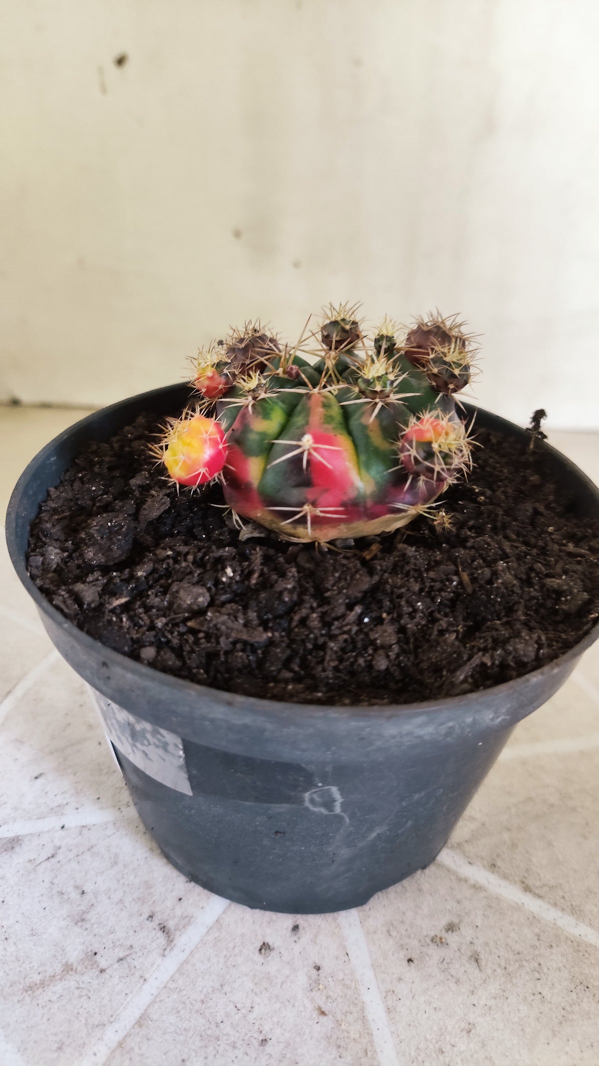 GYMNOCALYCIUM DAMSII Variegata Nº 1711 – vaso 11