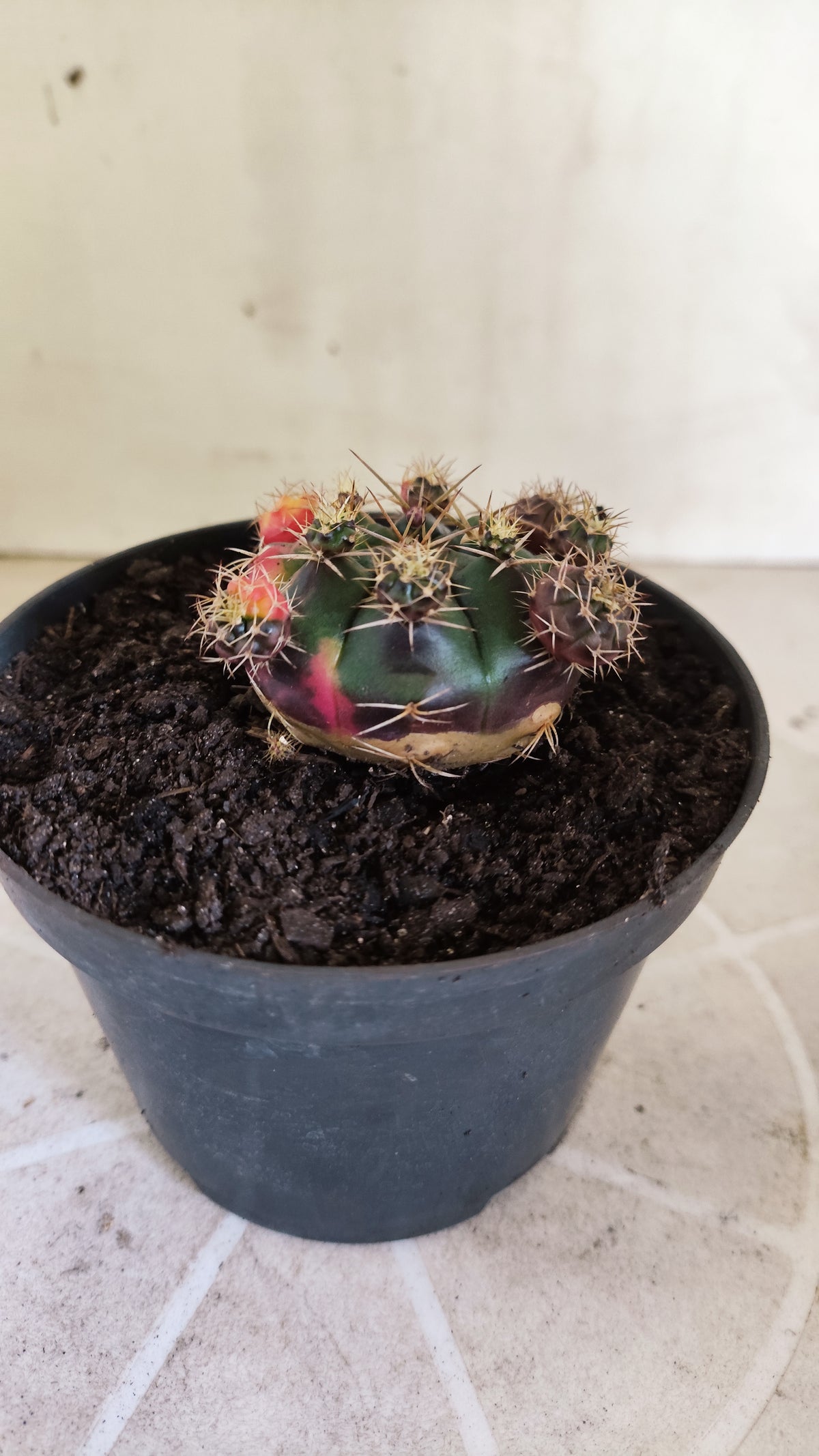 GYMNOCALYCIUM DAMSII Variegata Nº 1711 – vaso 11