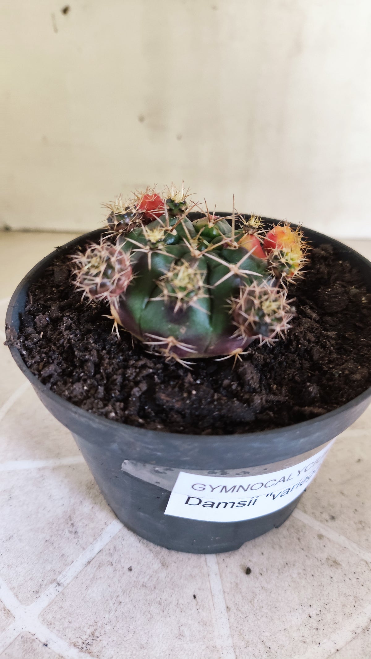 GYMNOCALYCIUM DAMSII Variegata Nº 1711 – vaso 11