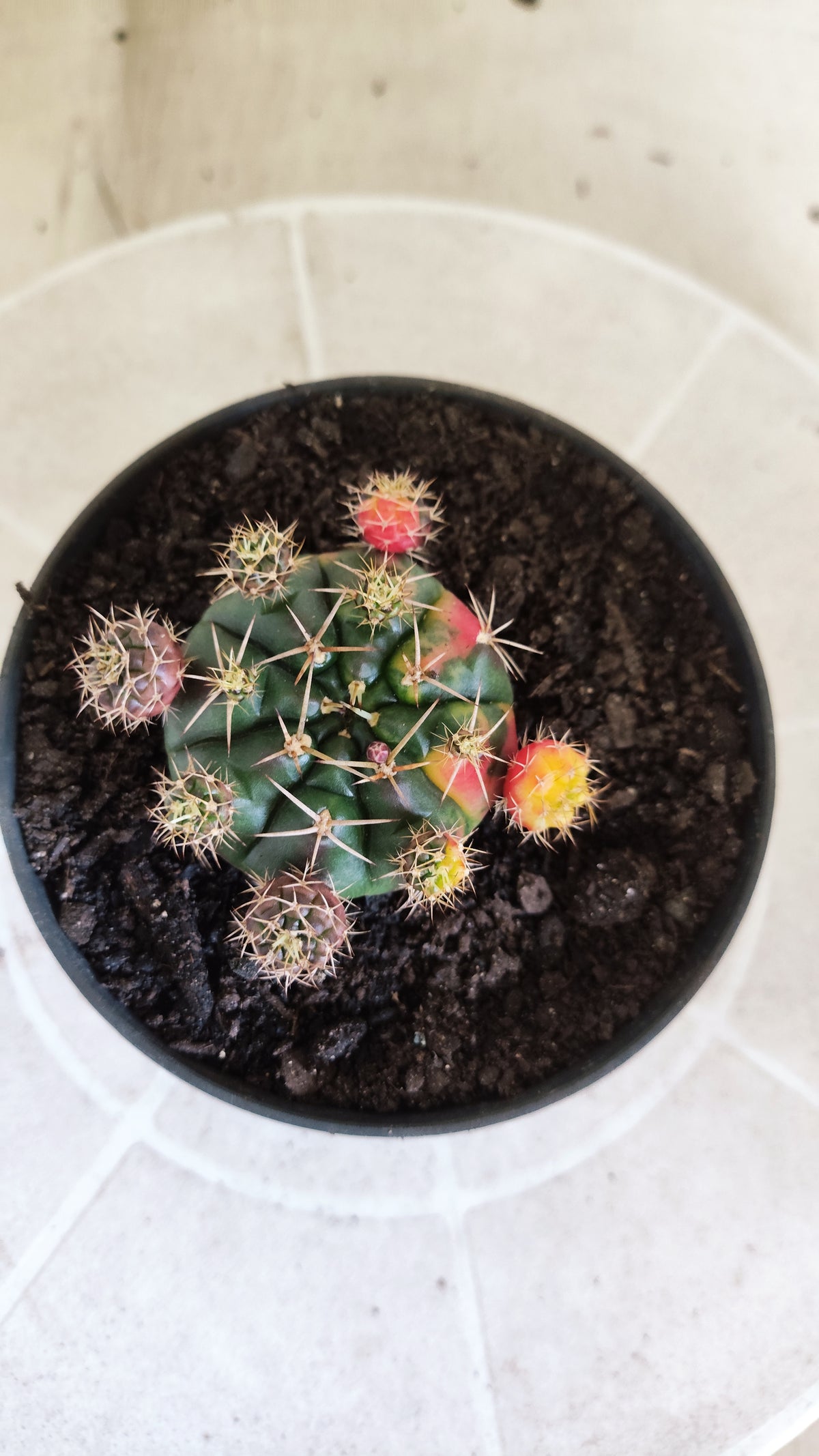 GYMNOCALYCIUM DAMSII Variegata Nº 1711 – vaso 11