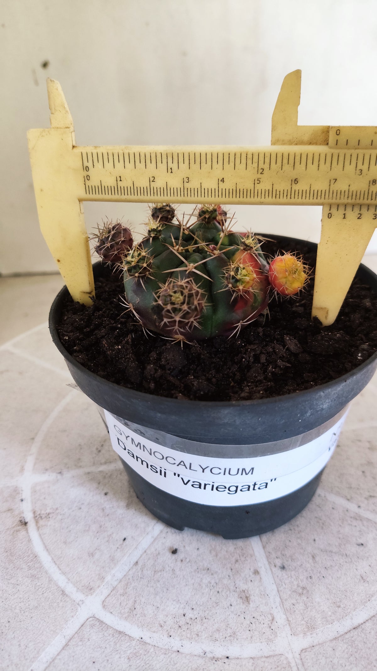 GYMNOCALYCIUM DAMSII Variegata Nº 1711 – vaso 11