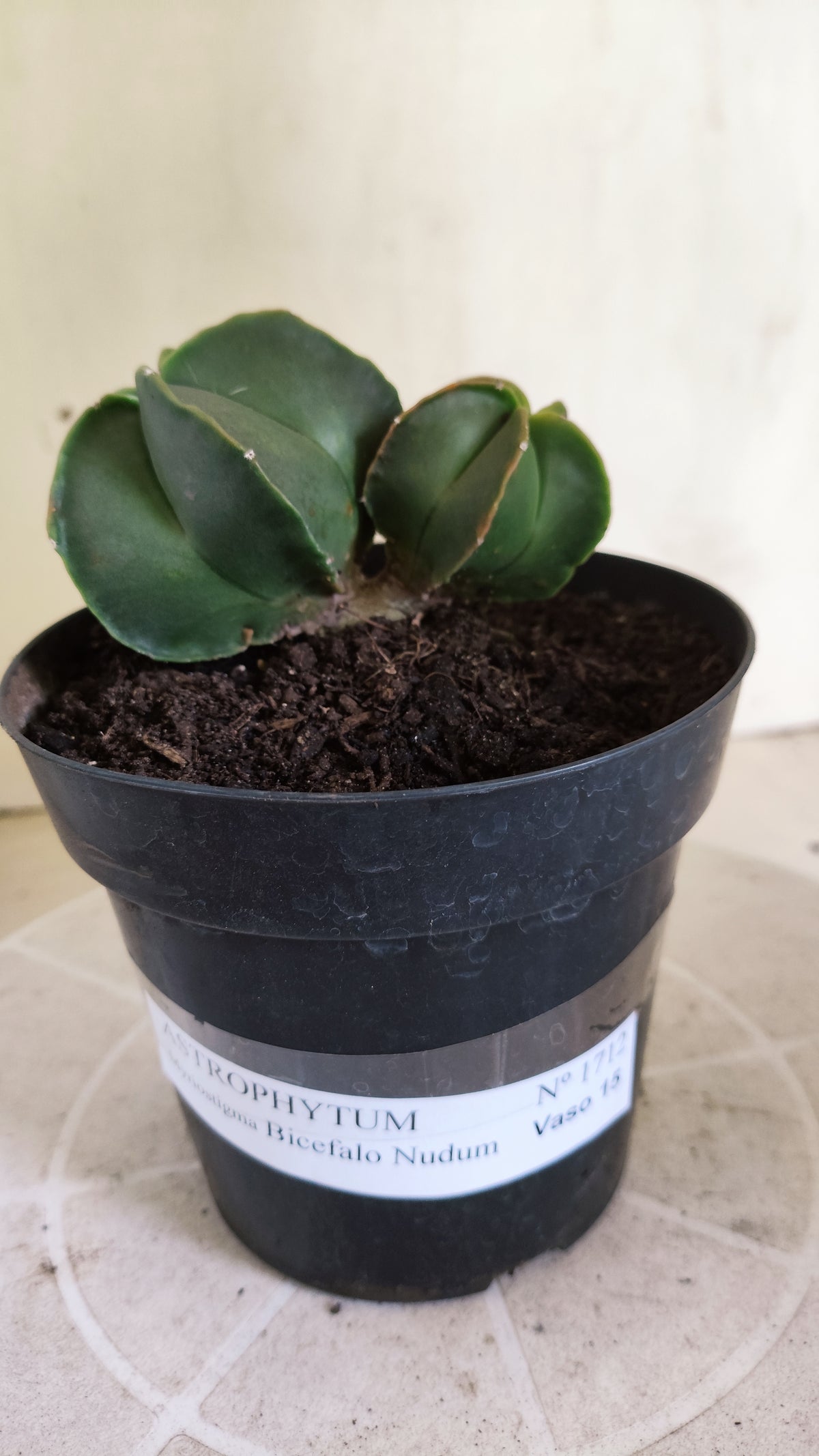 ASTROPHYTUM MYRIOSTIGMA "BICÉFALO" Nº 1712 – vaso 15