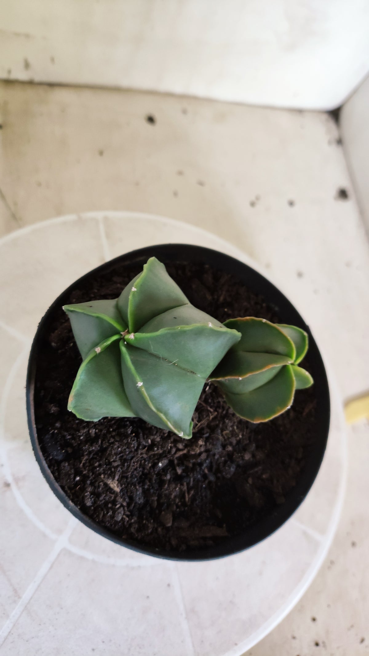 ASTROPHYTUM MYRIOSTIGMA "BICÉFALO" Nº 1712 – vaso 15