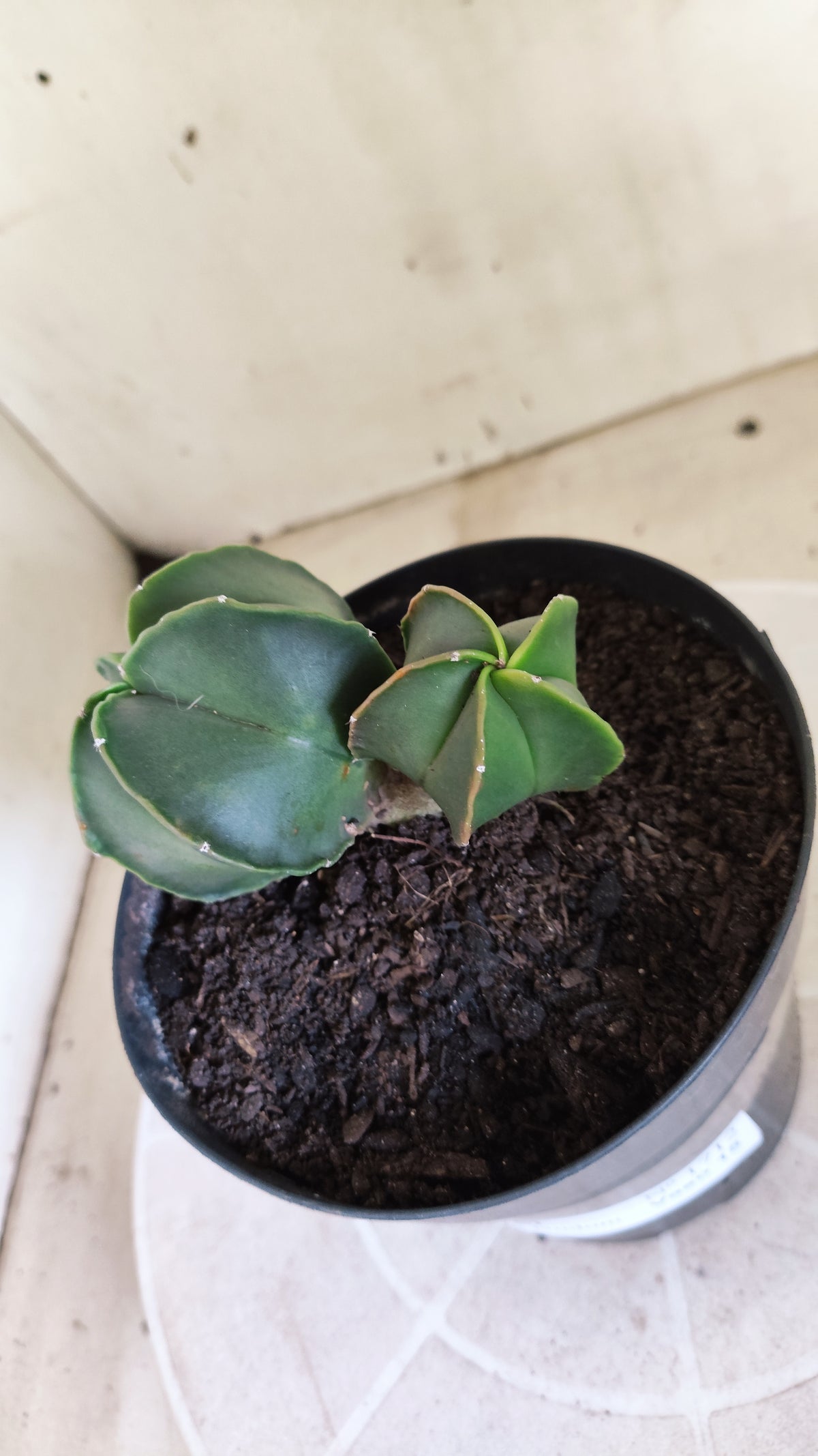 ASTROPHYTUM MYRIOSTIGMA "BICÉFALO" Nº 1712 – vaso 15