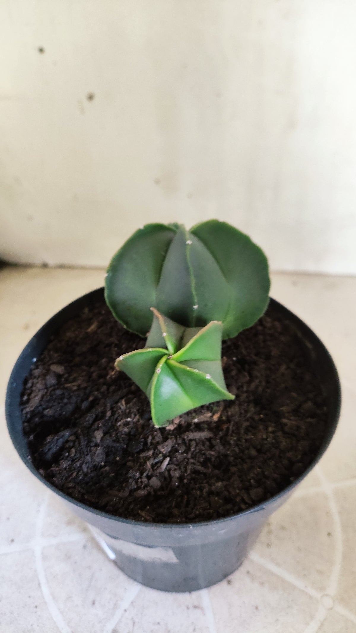 ASTROPHYTUM MYRIOSTIGMA "BICÉFALO" Nº 1712 – vaso 15