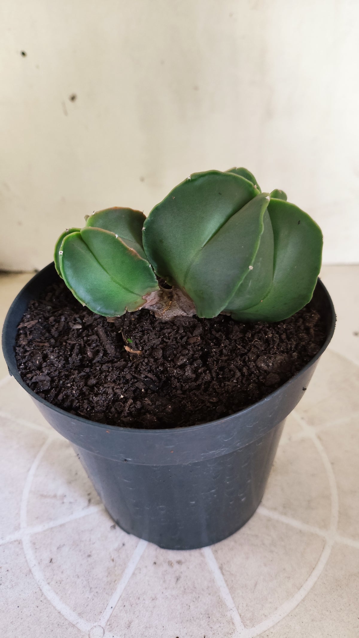 ASTROPHYTUM MYRIOSTIGMA "BICÉFALO" Nº 1712 – vaso 15