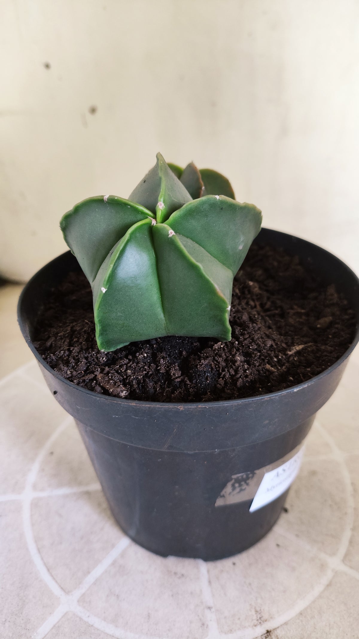 ASTROPHYTUM MYRIOSTIGMA "BICÉFALO" Nº 1712 – vaso 15