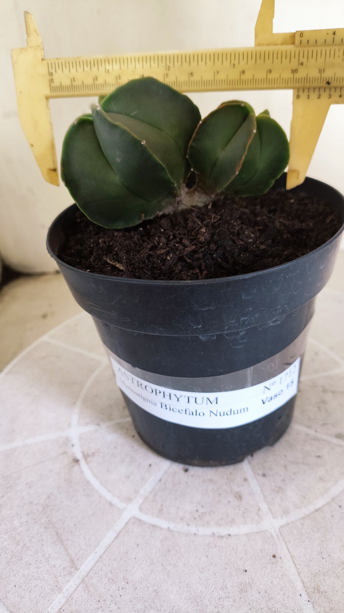 ASTROPHYTUM MYRIOSTIGMA "BICÉFALO" Nº 1712 – vaso 15