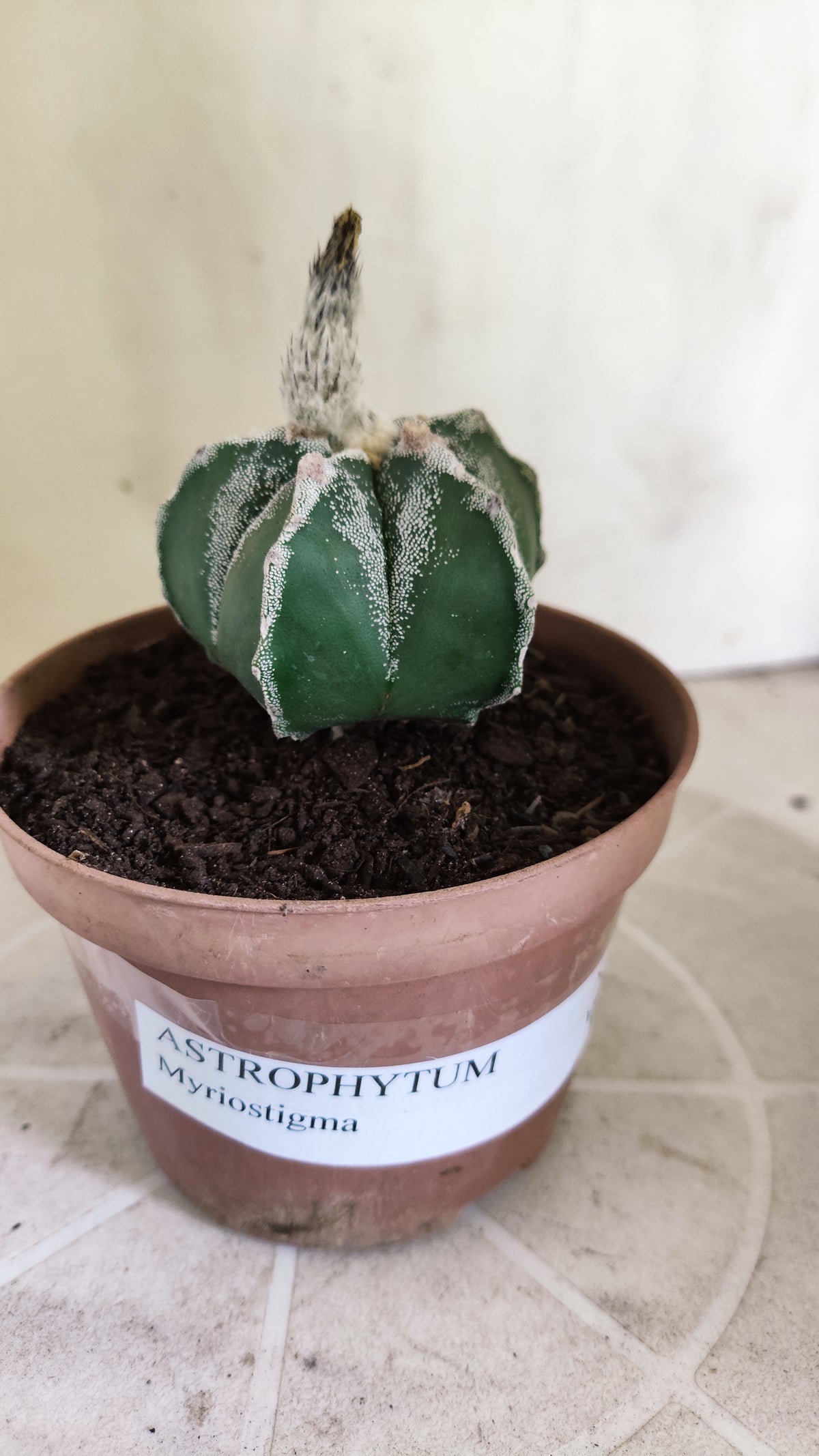 ASTROPHYTUM MYRIOSTIGMA Nº 1713 – vaso 11