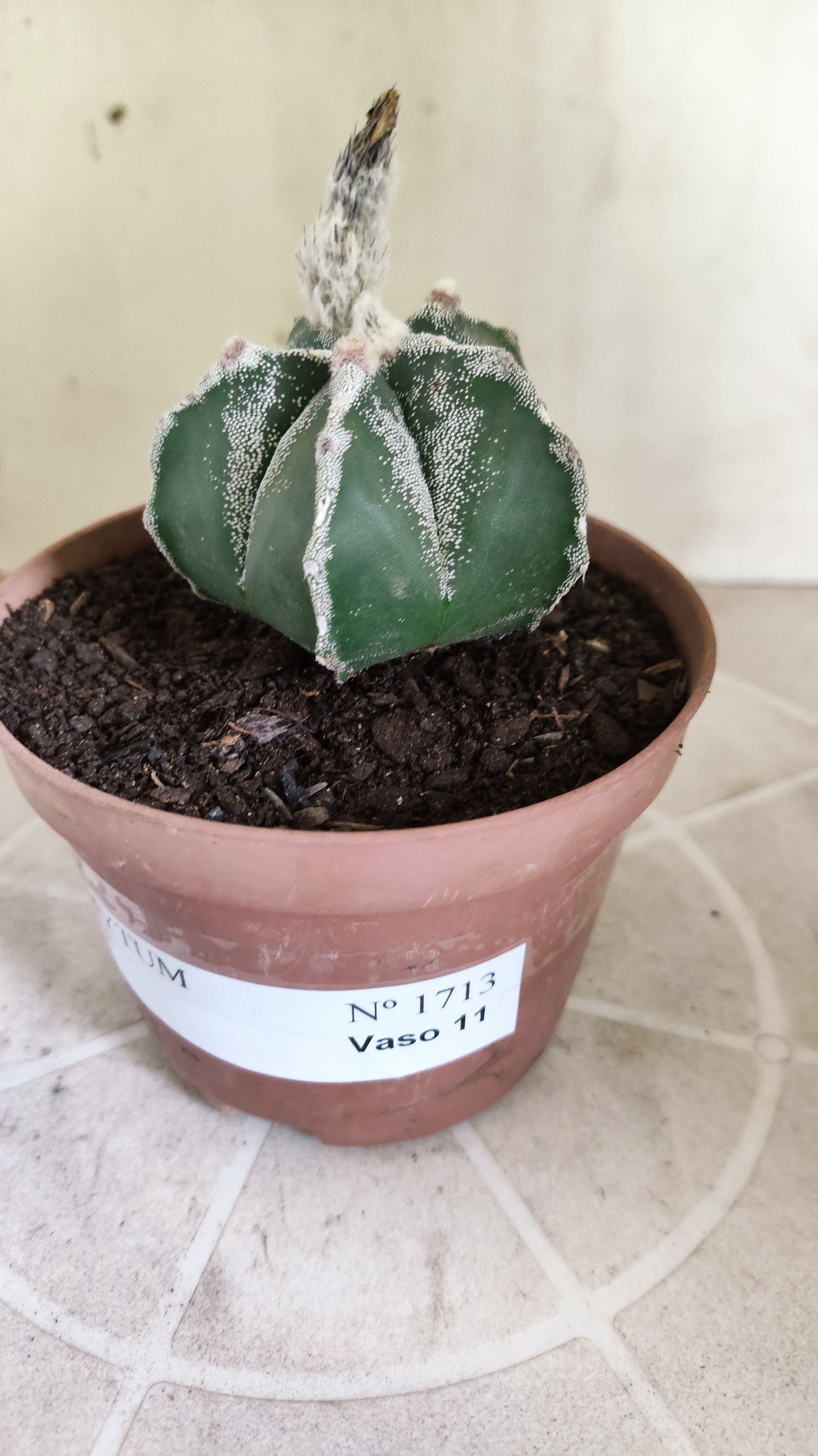 ASTROPHYTUM MYRIOSTIGMA Nº 1713 – vaso 11