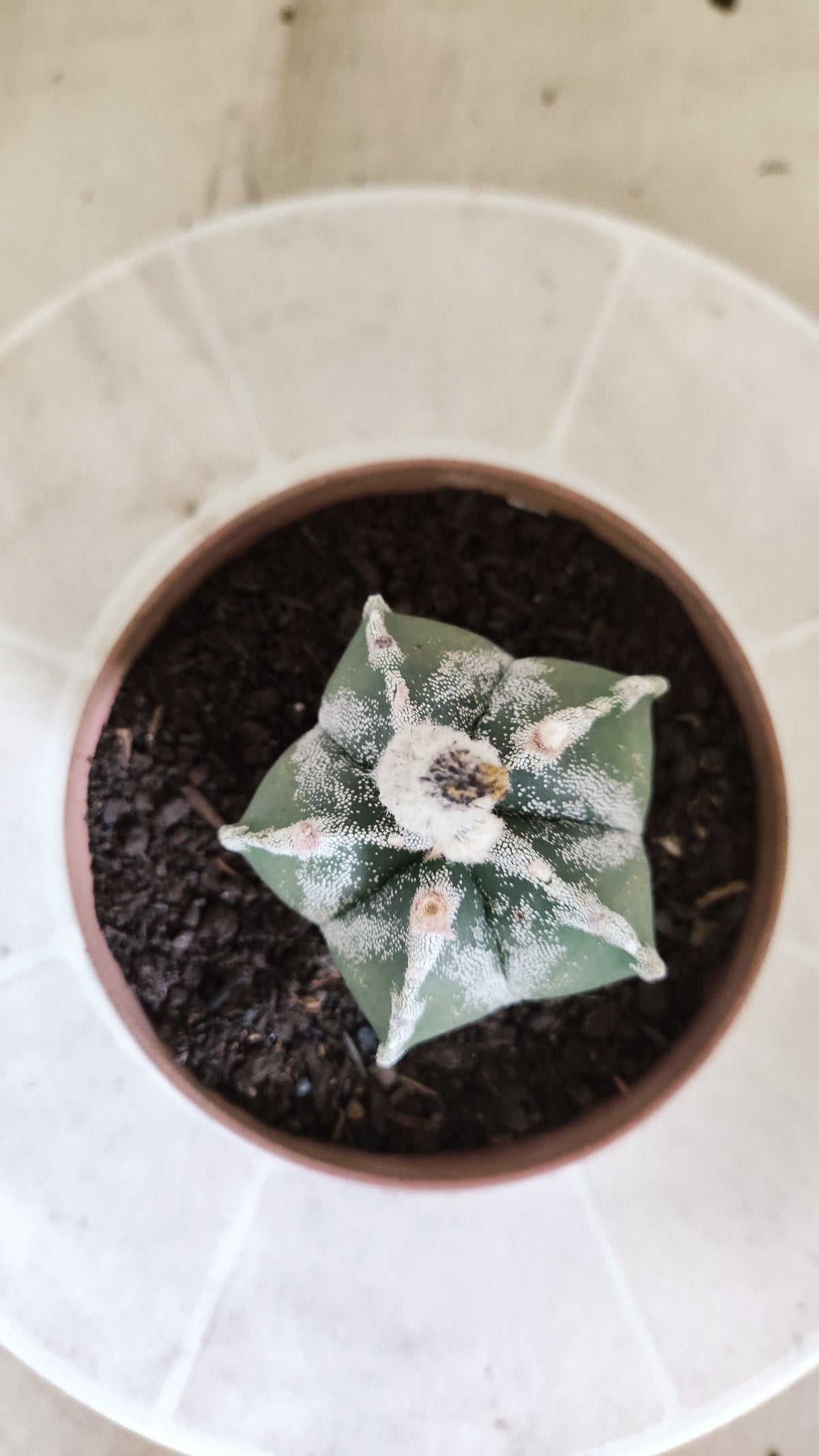 ASTROPHYTUM MYRIOSTIGMA Nº 1713 – vaso 11