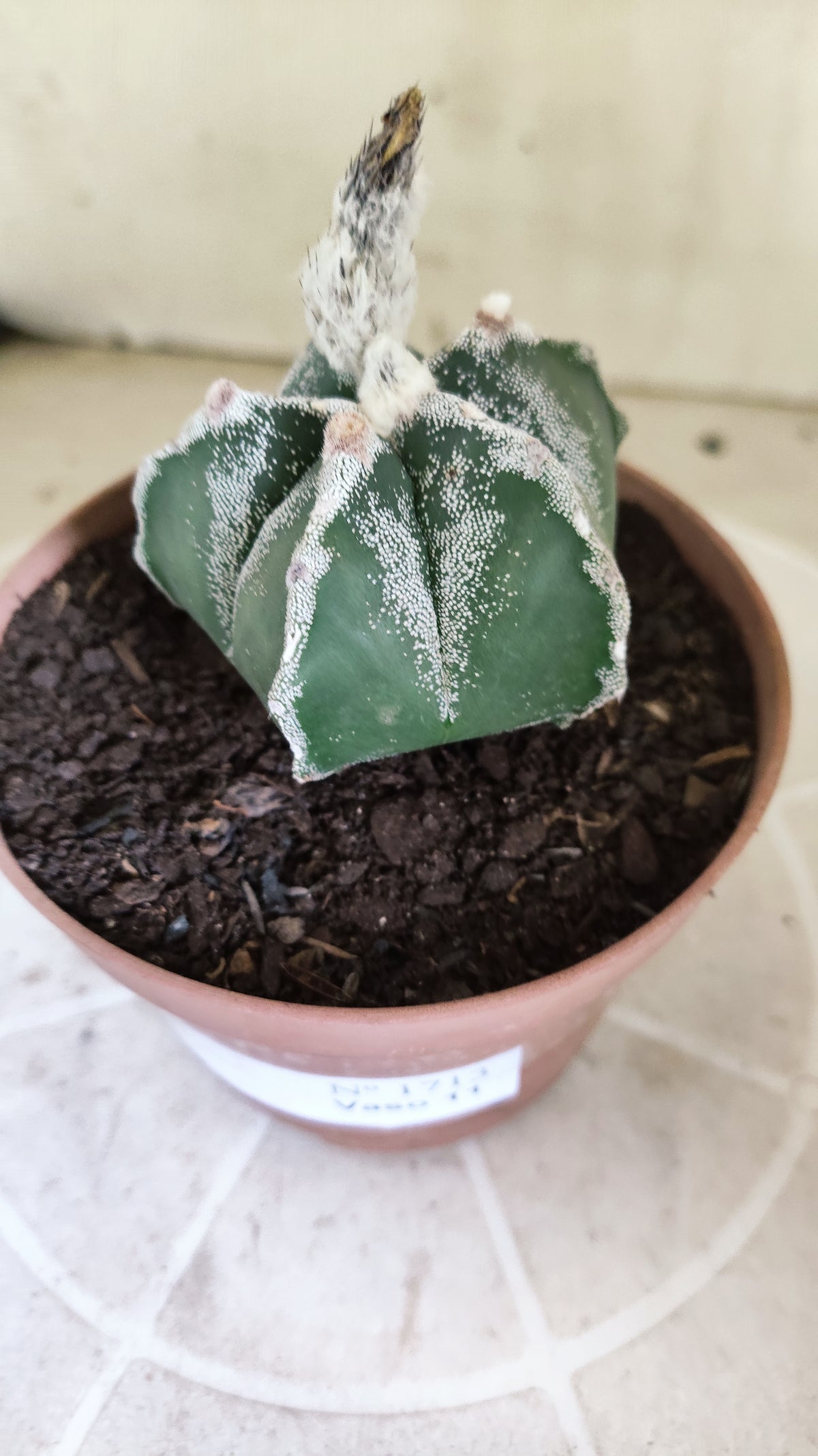 ASTROPHYTUM MYRIOSTIGMA Nº 1713 – vaso 11