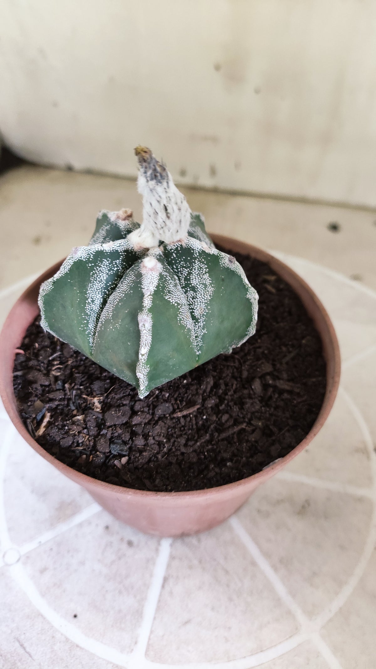 ASTROPHYTUM MYRIOSTIGMA Nº 1713 – vaso 11