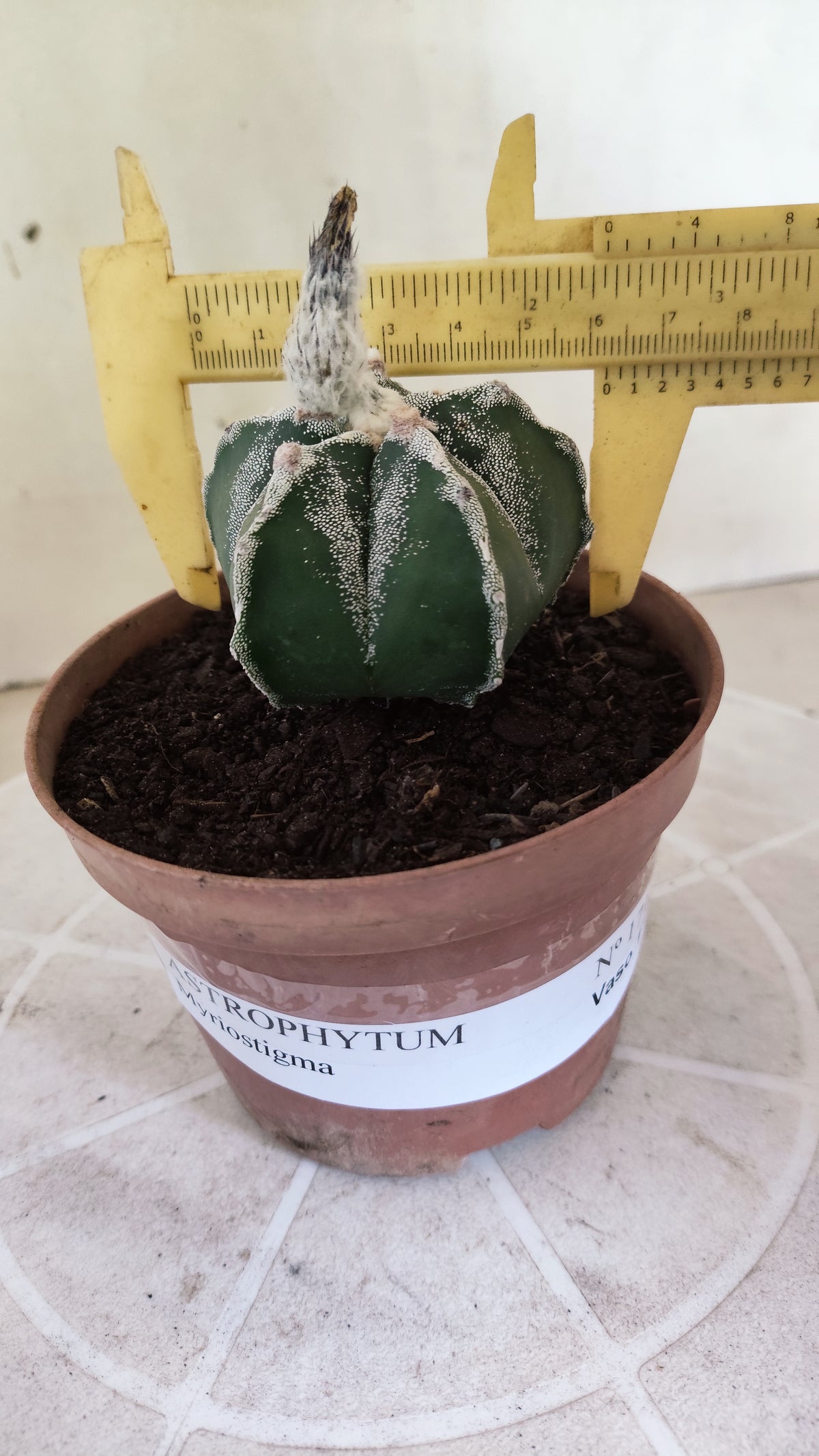 ASTROPHYTUM MYRIOSTIGMA Nº 1713 – vaso 11