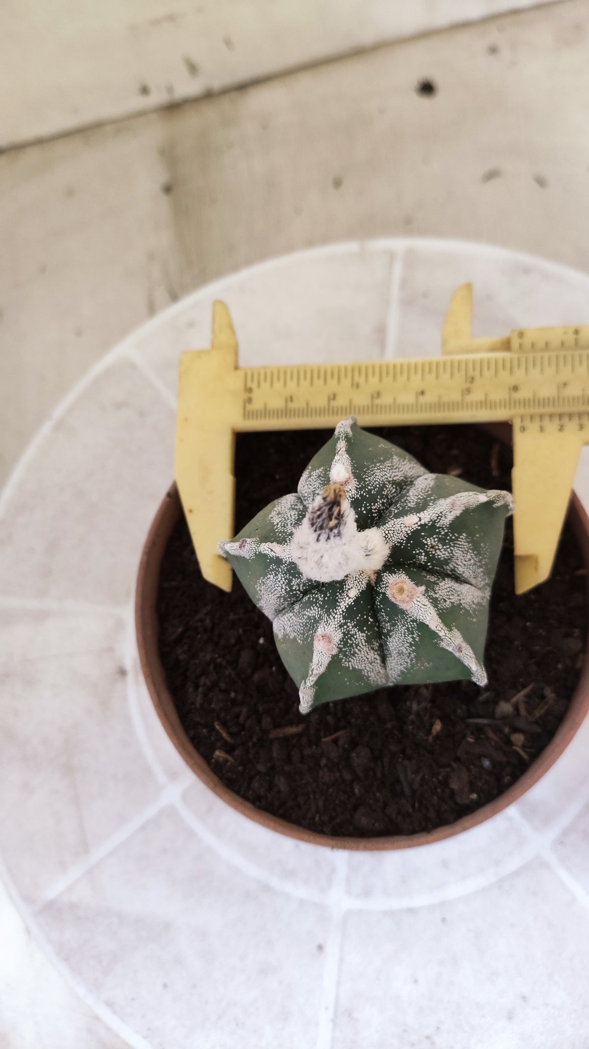 ASTROPHYTUM MYRIOSTIGMA Nº 1713 – vaso 11