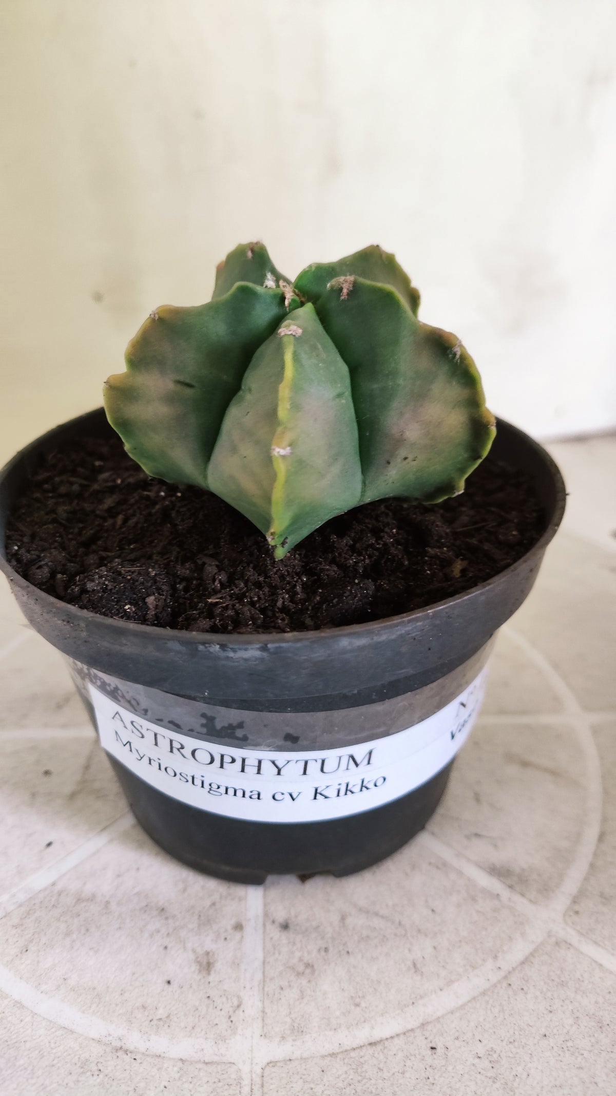 MATRIZ ASTROPHYTUM cv KIKKO  Nº 1714 – vaso 11