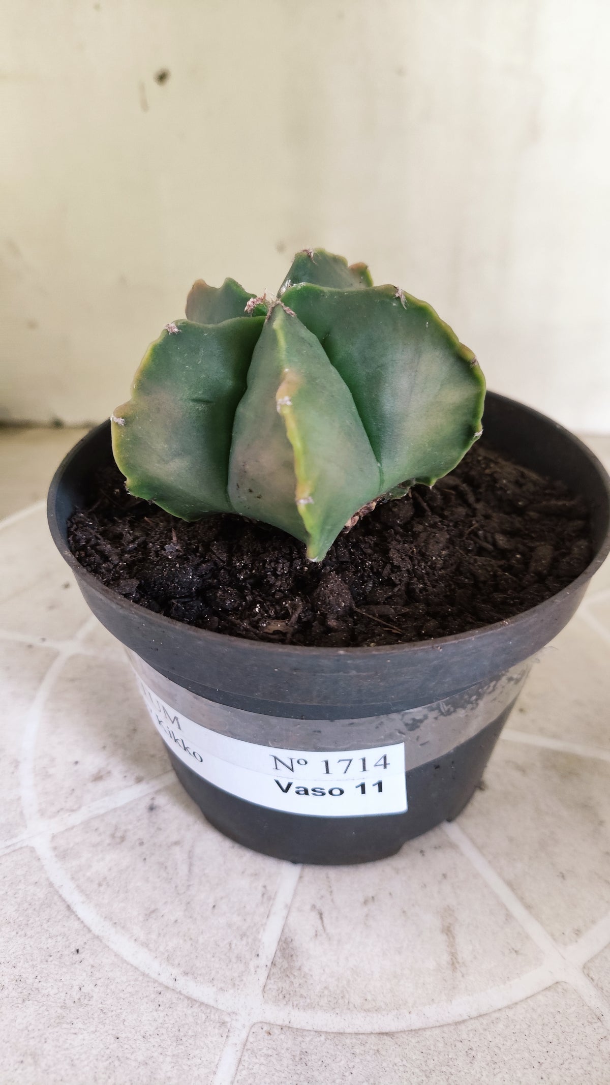 MATRIZ ASTROPHYTUM cv KIKKO  Nº 1714 – vaso 11