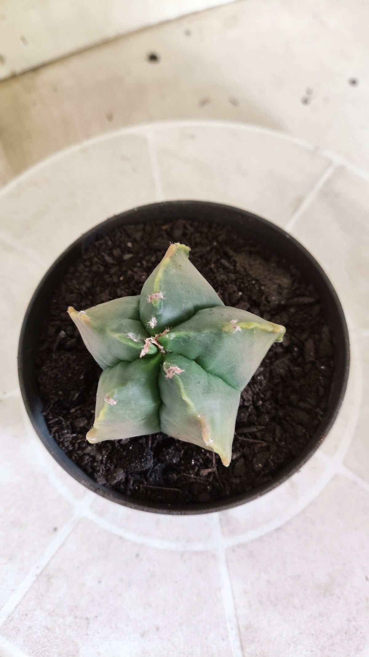 MATRIZ ASTROPHYTUM cv KIKKO  Nº 1714 – vaso 11