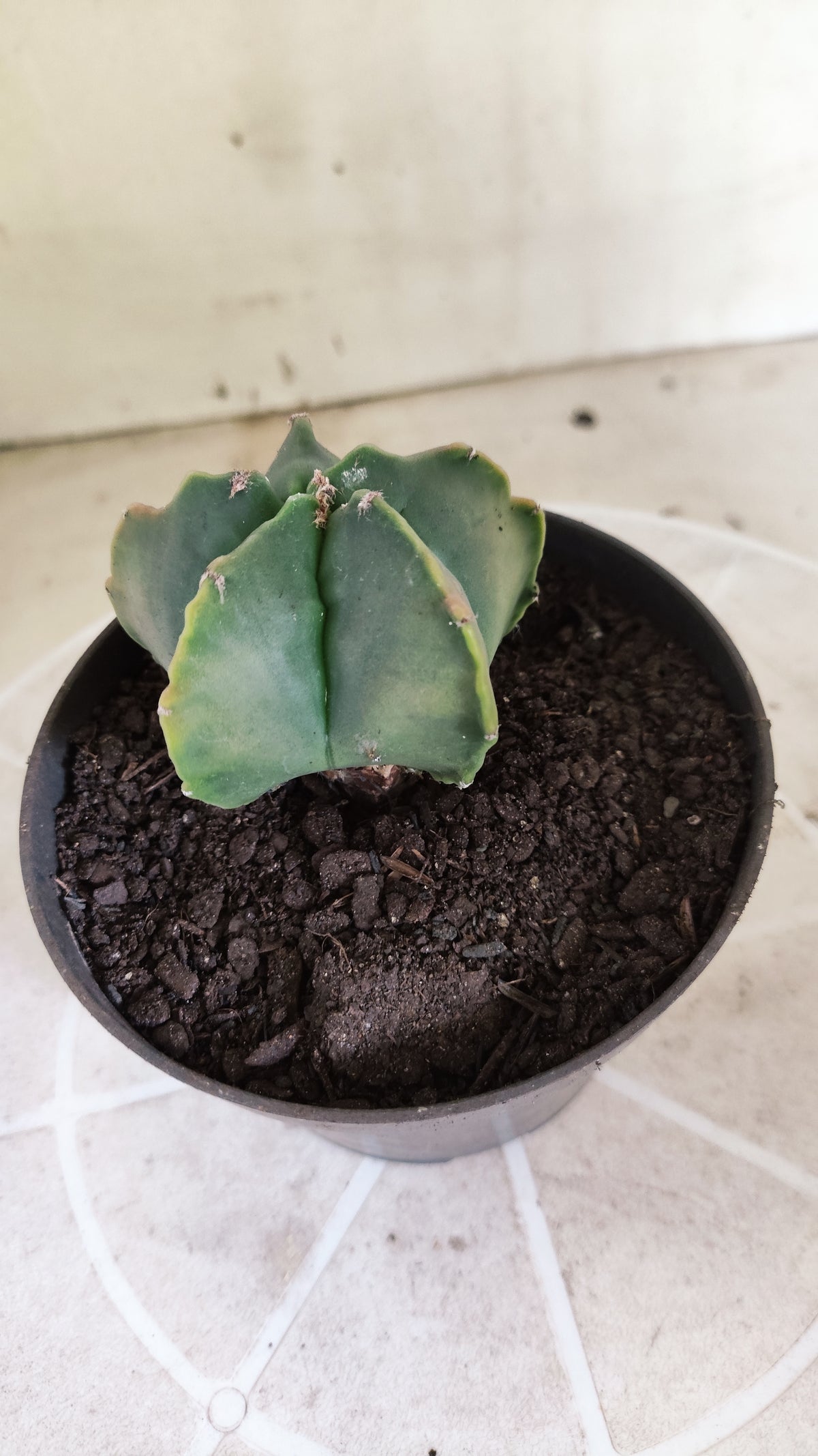 MATRIZ ASTROPHYTUM cv KIKKO  Nº 1714 – vaso 11