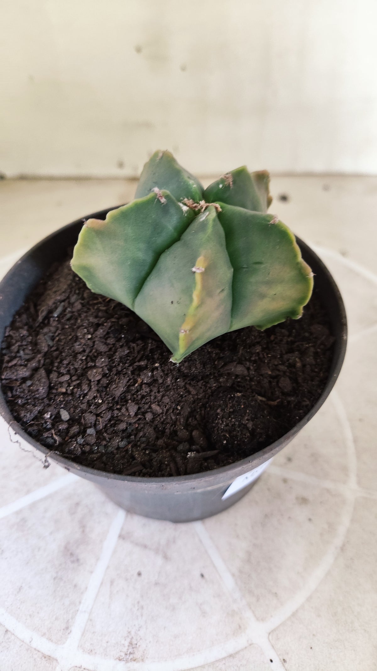 MATRIZ ASTROPHYTUM cv KIKKO  Nº 1714 – vaso 11