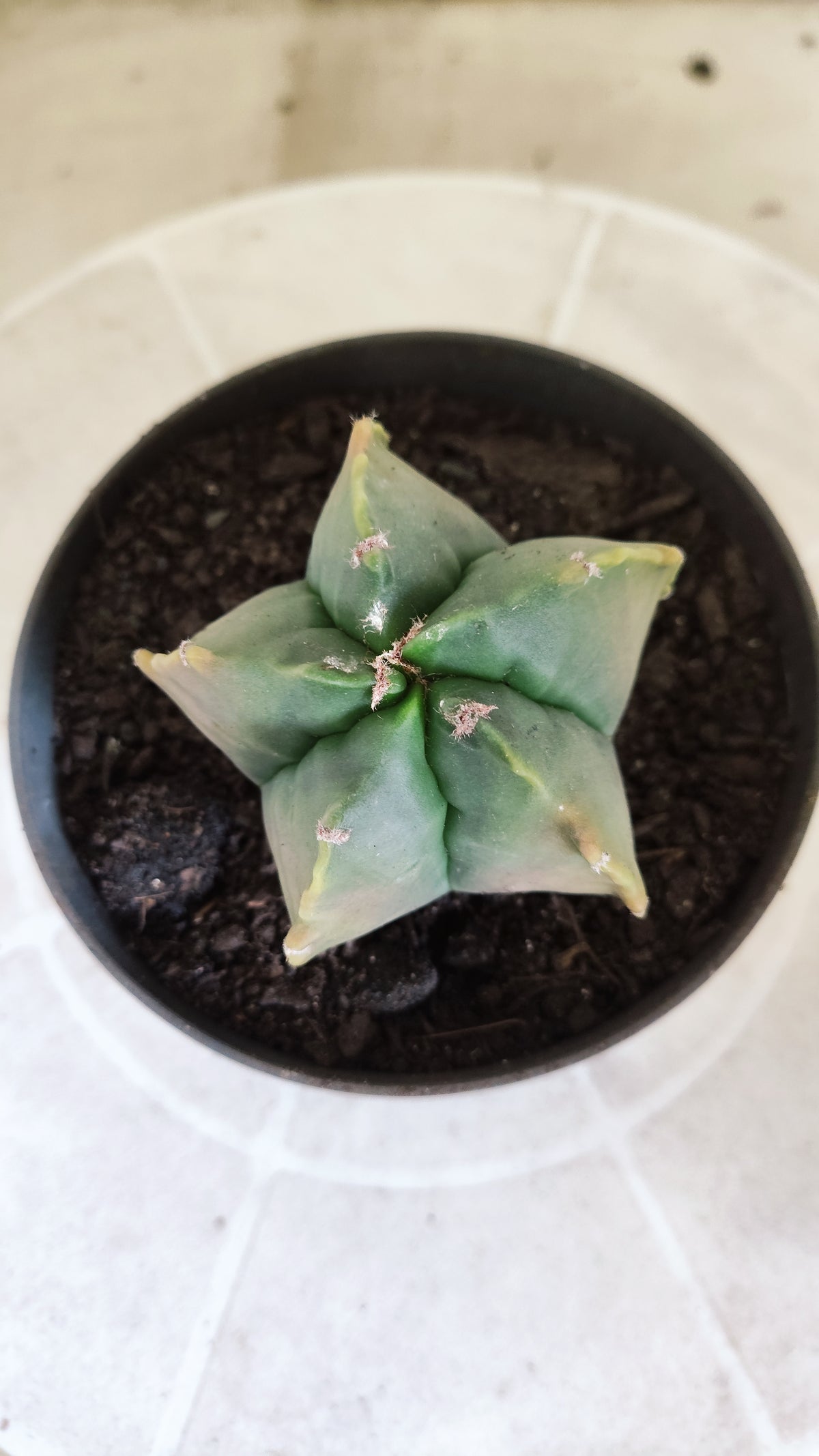 MATRIZ ASTROPHYTUM cv KIKKO  Nº 1714 – vaso 11