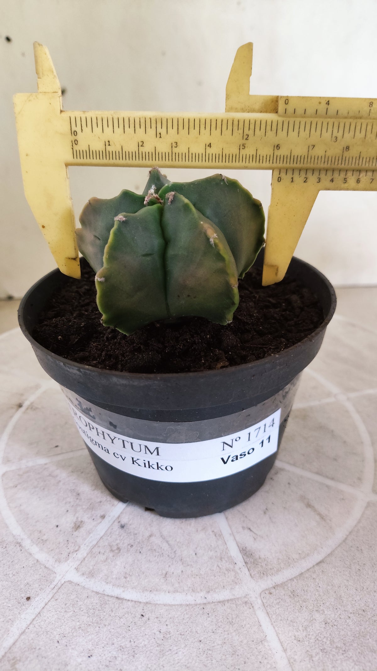 MATRIZ ASTROPHYTUM cv KIKKO  Nº 1714 – vaso 11